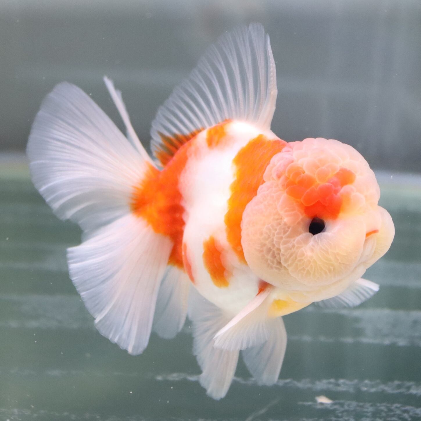 入荷魚 【AQUA SHOP 麒麟】極上 17㎝± ローズテールオランダ 達磨体型 
