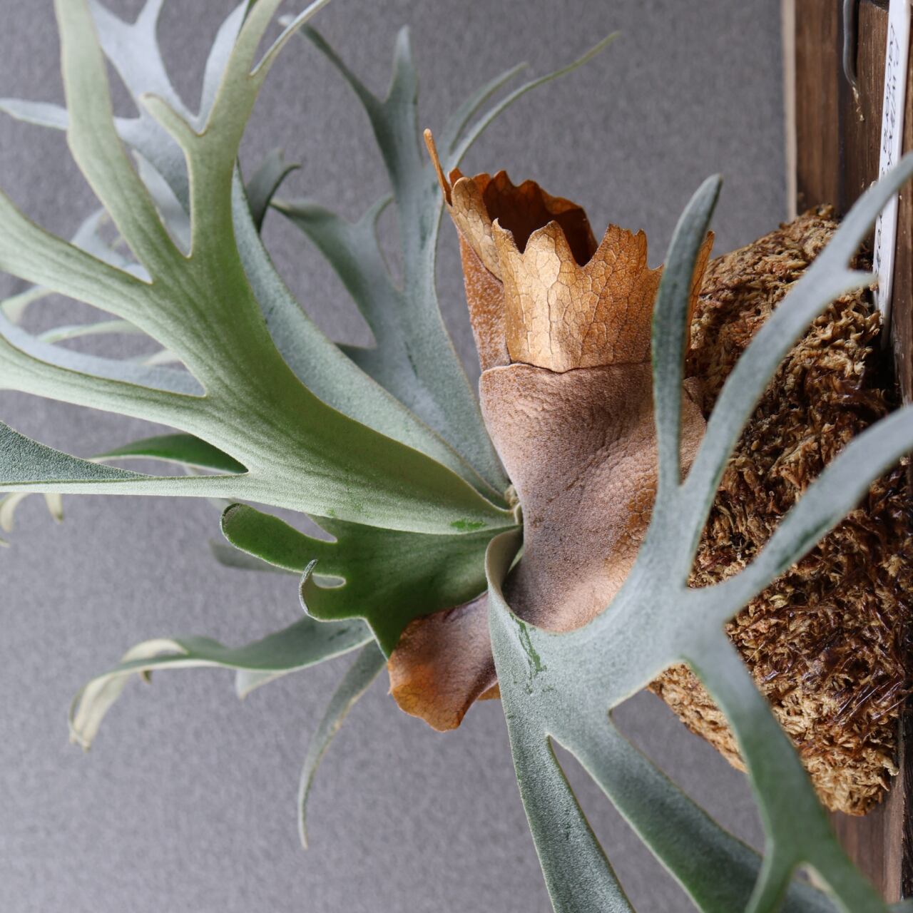 632『P.willinckii bacteria sporeling』観葉植物【送料無料】 | MARX