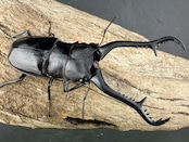 【WD】《 ギラファノコギリ亜種マキタイ カシブ島産 93.5mm ペア》