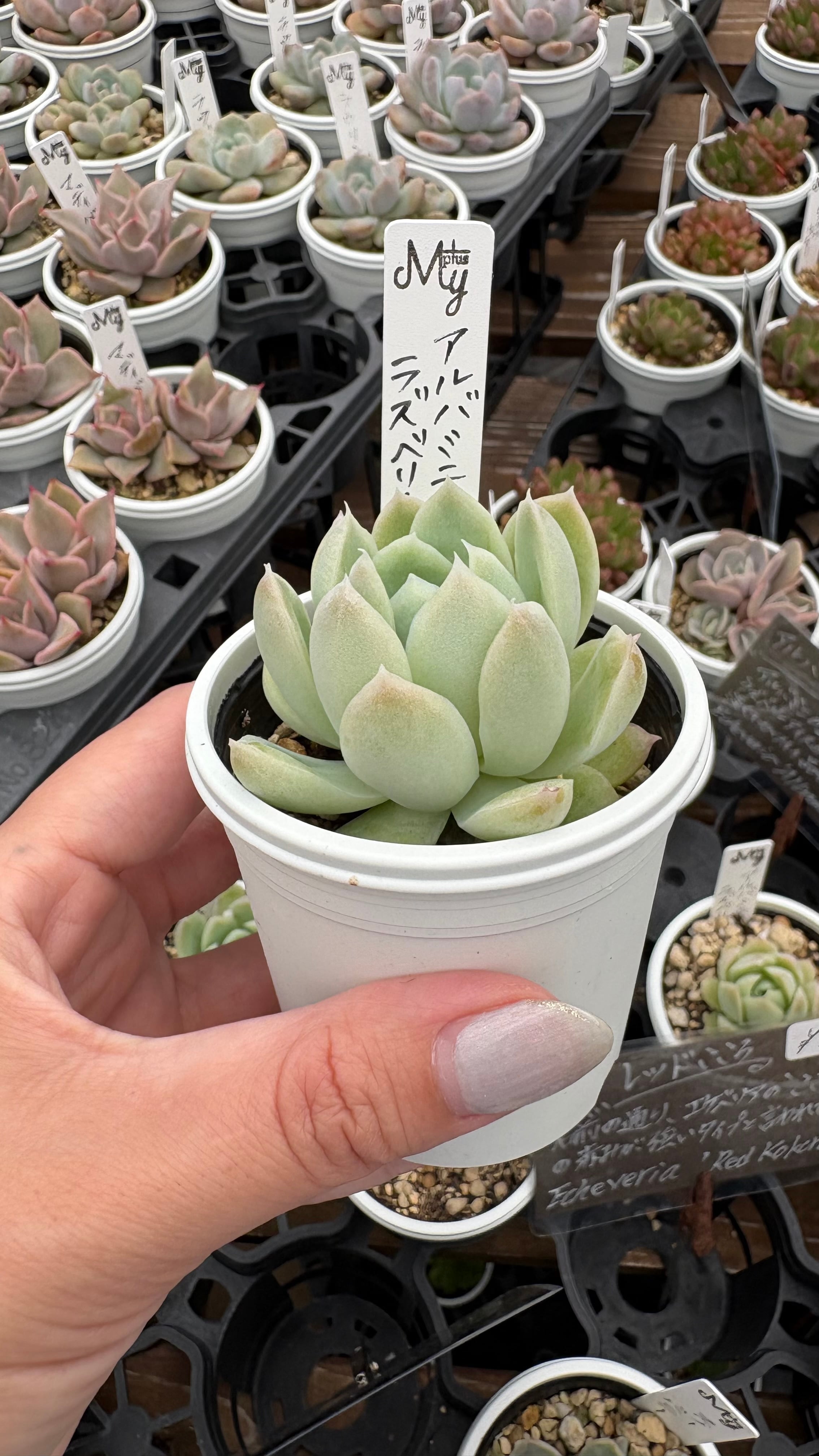 アルバミニ×ラズベリーアイス 多肉植物 エケベリア 安心の生産ポット