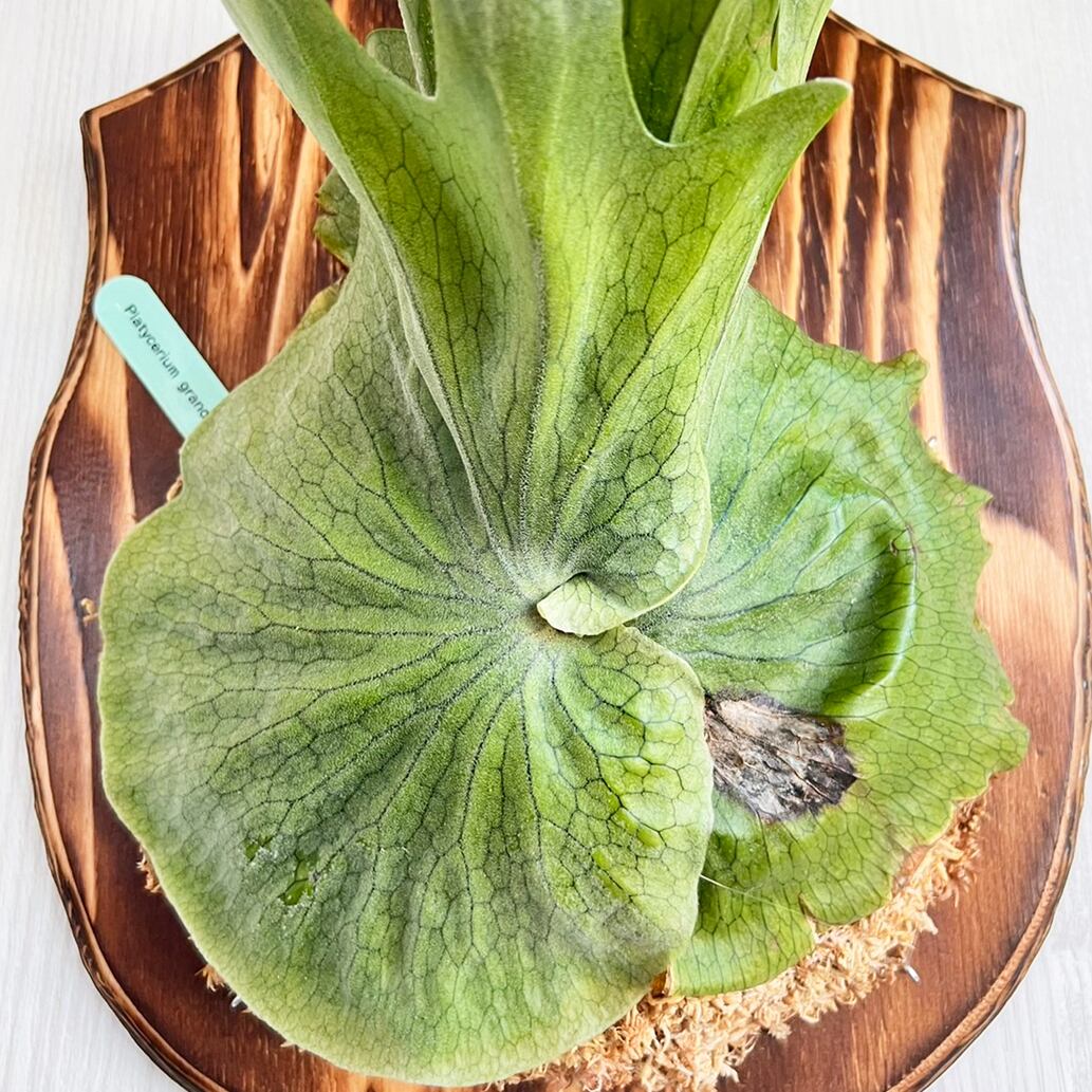 ビカクシダ グランデ 板付 【観葉植物 壁掛け コウモリラン