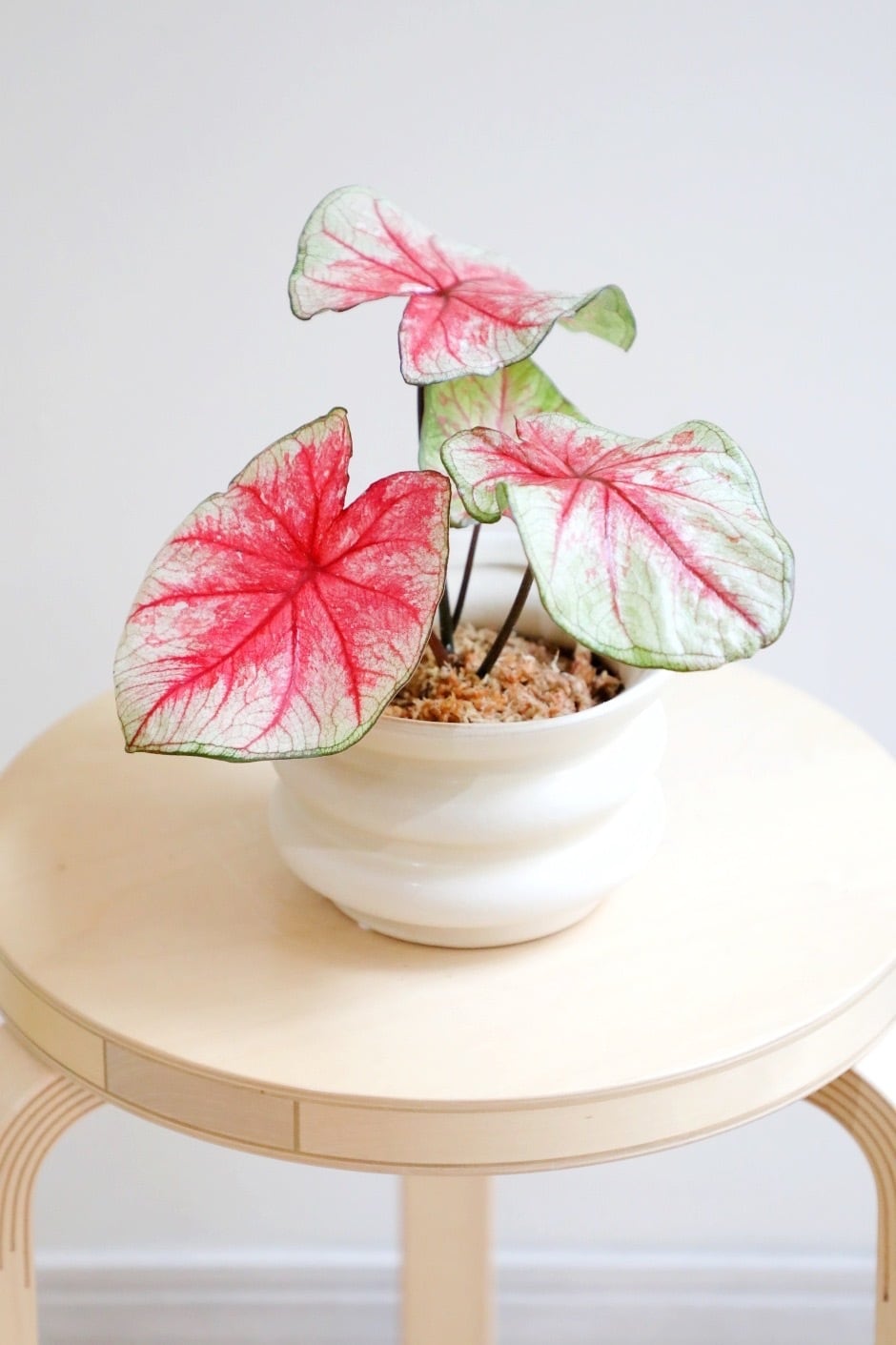 S】【土不使用】カラジウム トッツィ/Caladium | 【厳選植物・器