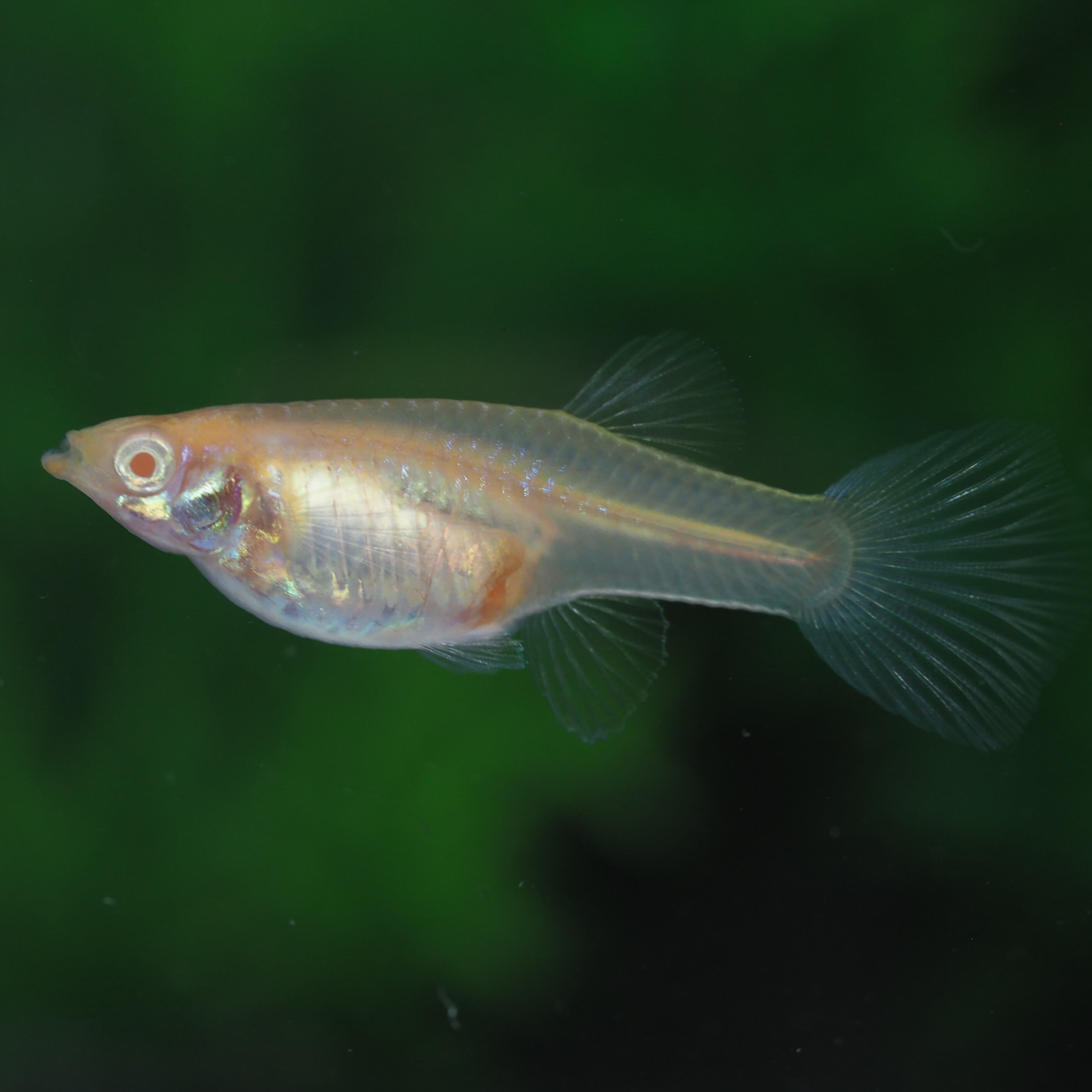 萩焼 永地博正 徳利 共箱・共布・未使用