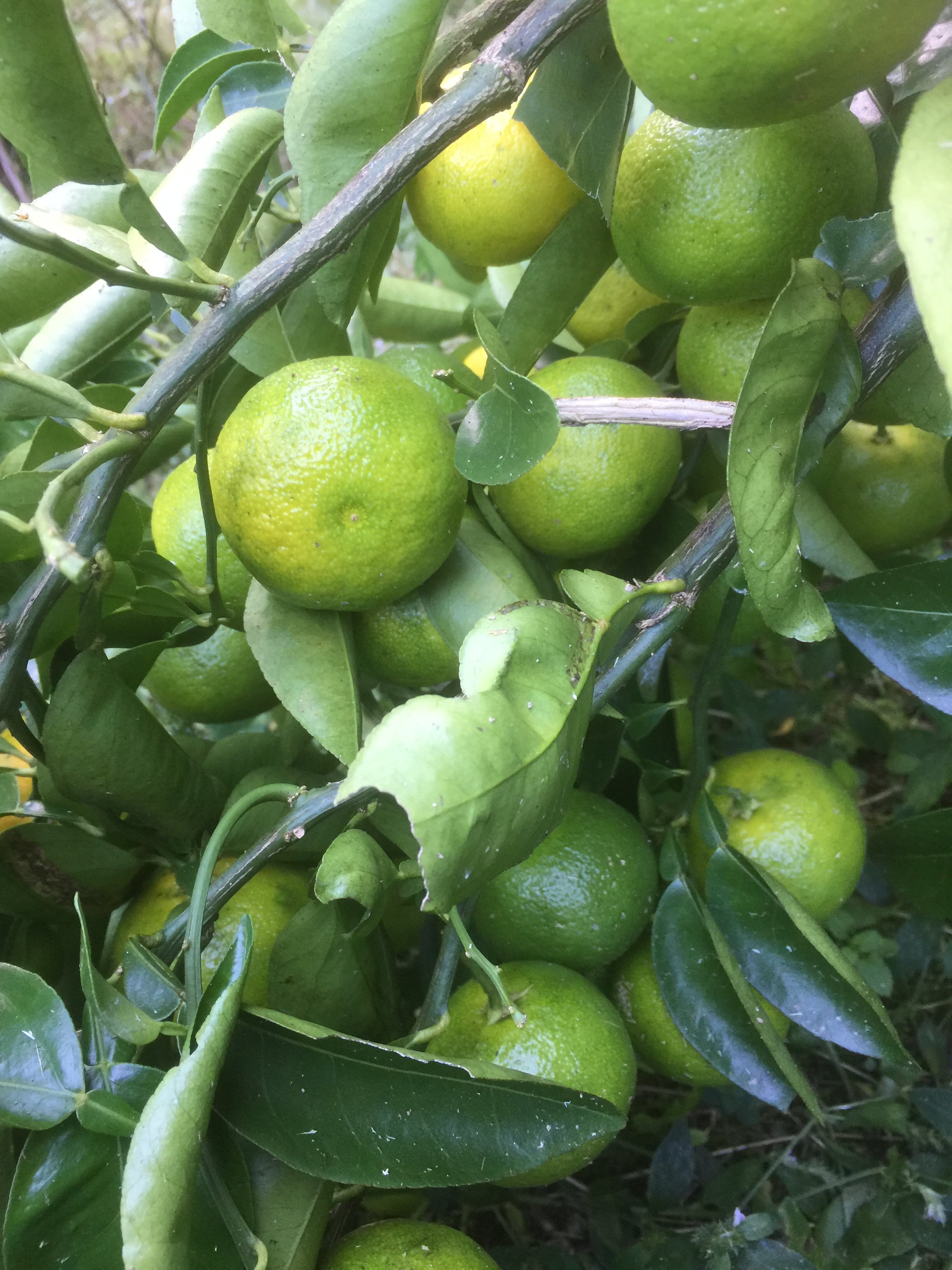 ✳︎ゆゆ✳︎ ゆうページ ゆゆゆページ ゆゆページ ゆゆページ スリクソン ZX