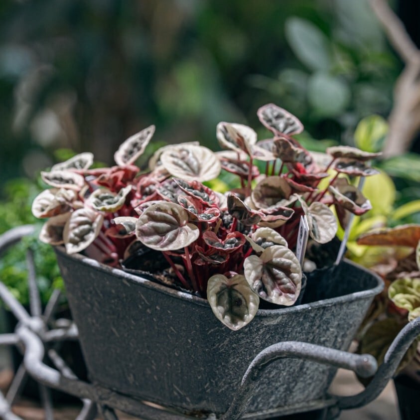 Sansevieria 'Tower Variegated' サンスベリア・タワー 斑入り | PAY ID