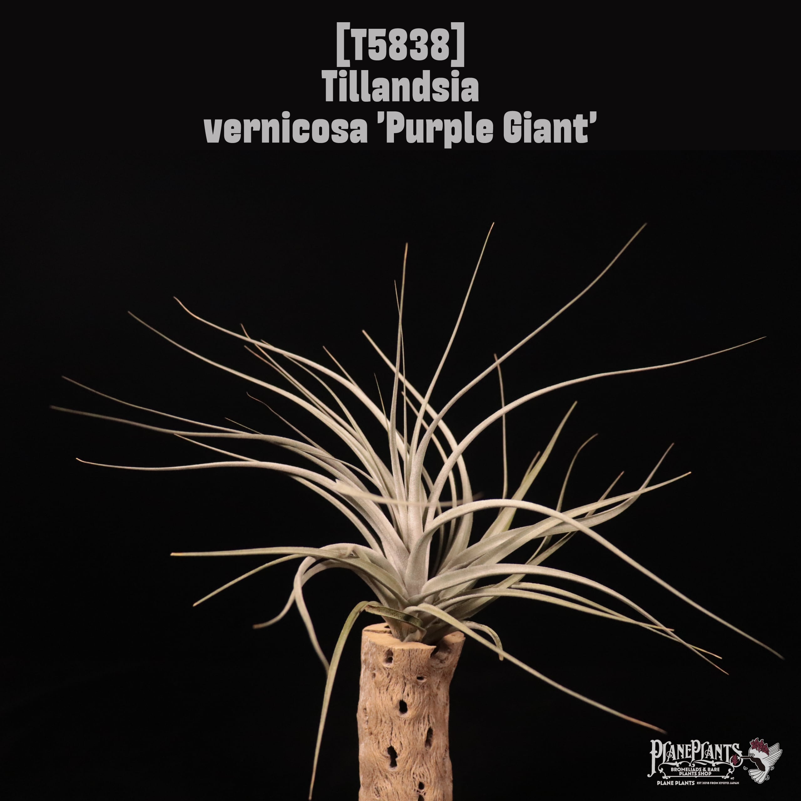 Tillandsia vernicosa 'Purple Giant' 〔ティランジア〕T5838 | plane