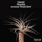 Tillandsia vernicosa 'Purple Giant' 〔ティランジア〕T5838