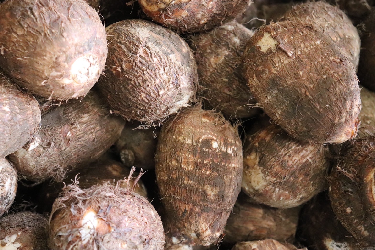 さといも 2kg | 新井農園