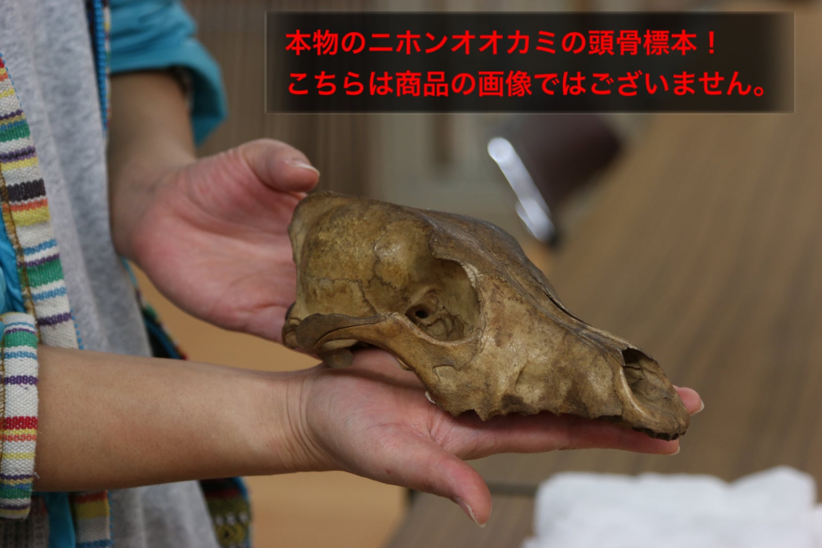 大淀町ニホンオオカミ 原寸大頭骨レプリカ | アンフィ合同会社