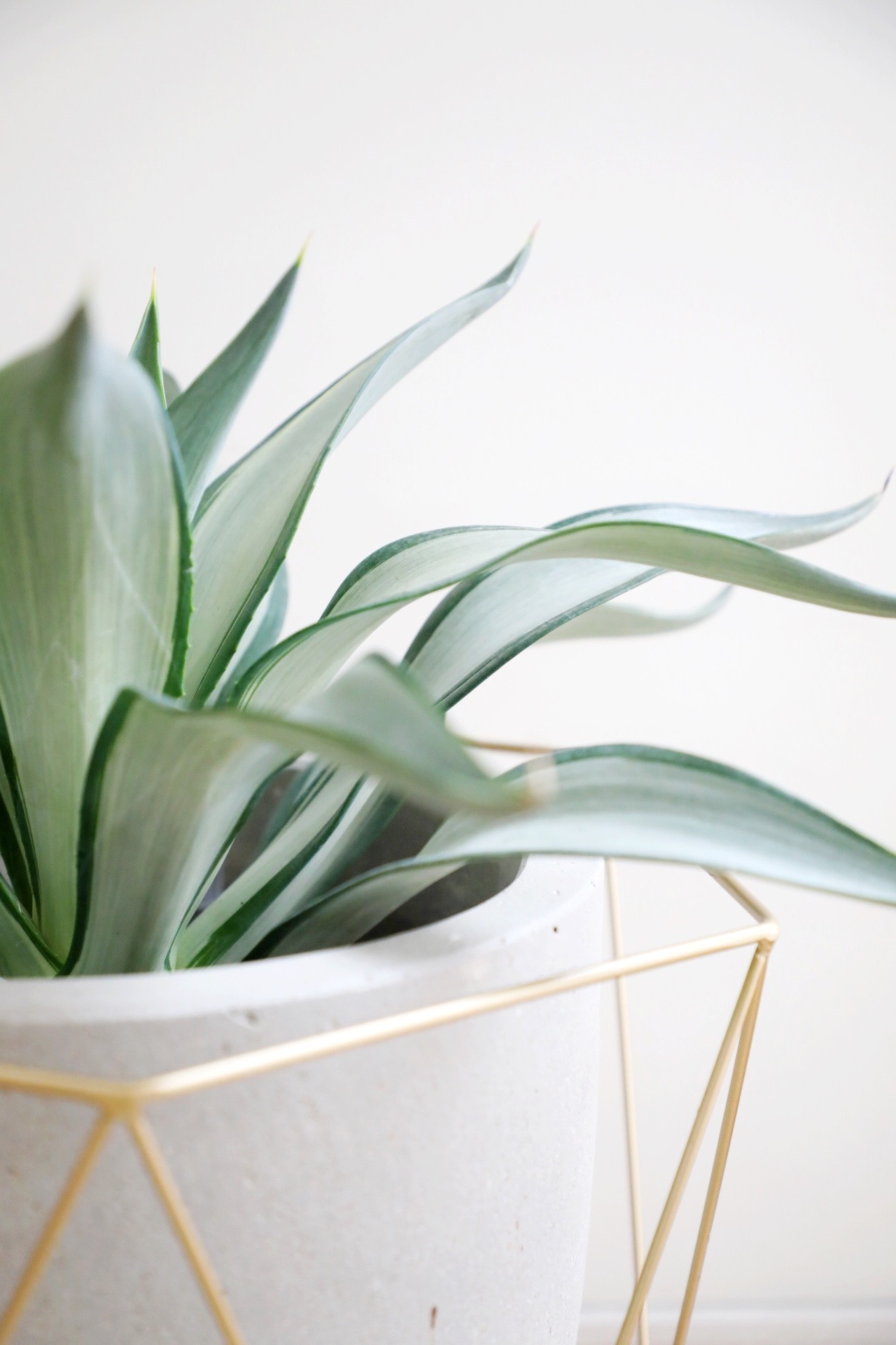 【M】アガベ デスメティアーナ クイックシルバー/Agave