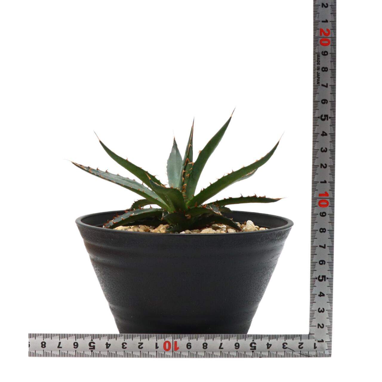 新入荷商品 - 【高騰品種・耐寒】アガベ ガルシアメンドーサ ブラック