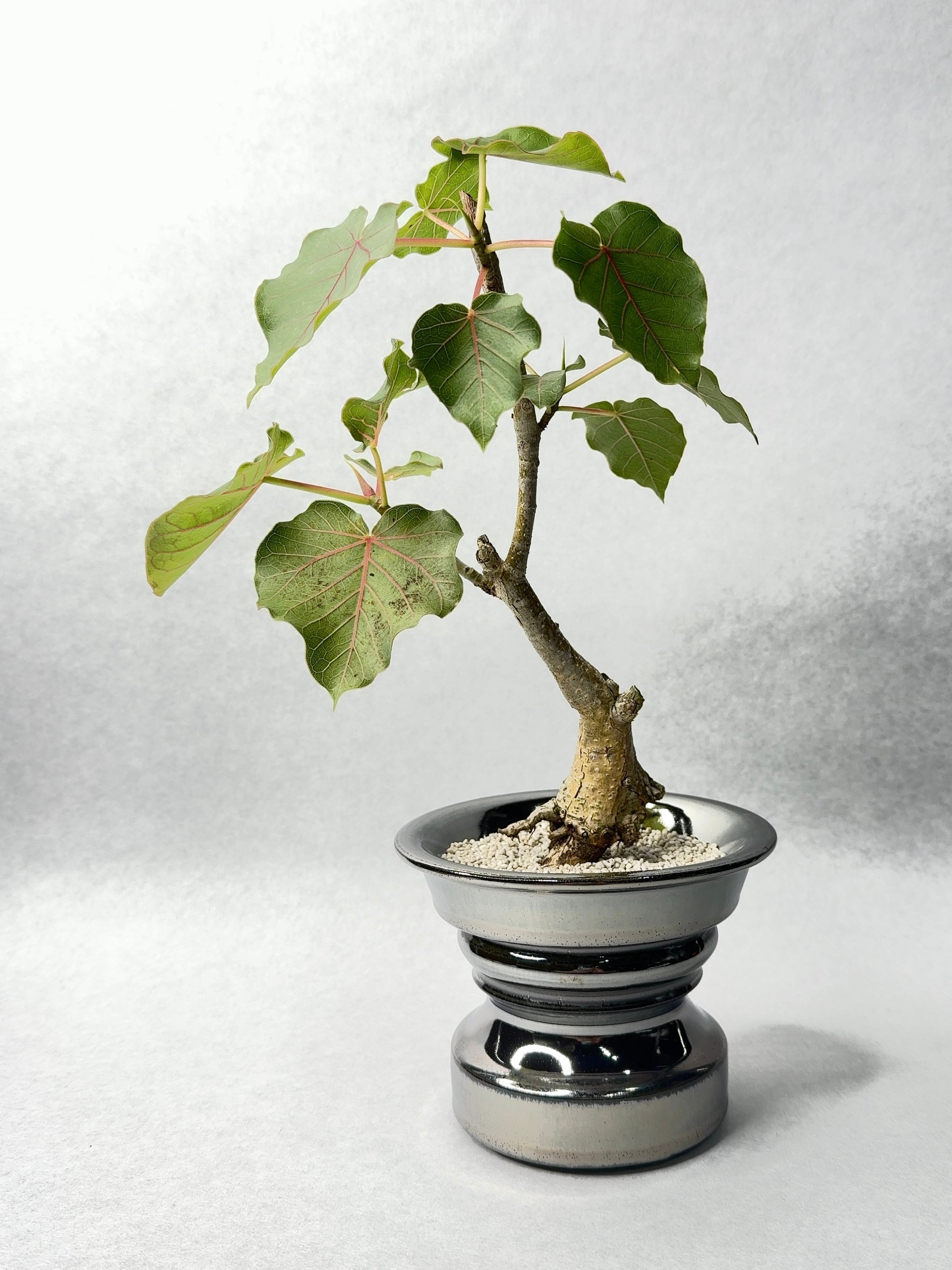 フィカス・ペティオラリス | trigger