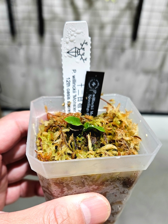 【新作ドワーフ】P.Willinckii 'Monster moon' 12th oasis sporeling【artPLANTs/PLANTS GARAGE】ビカクシダ/Platycerium
