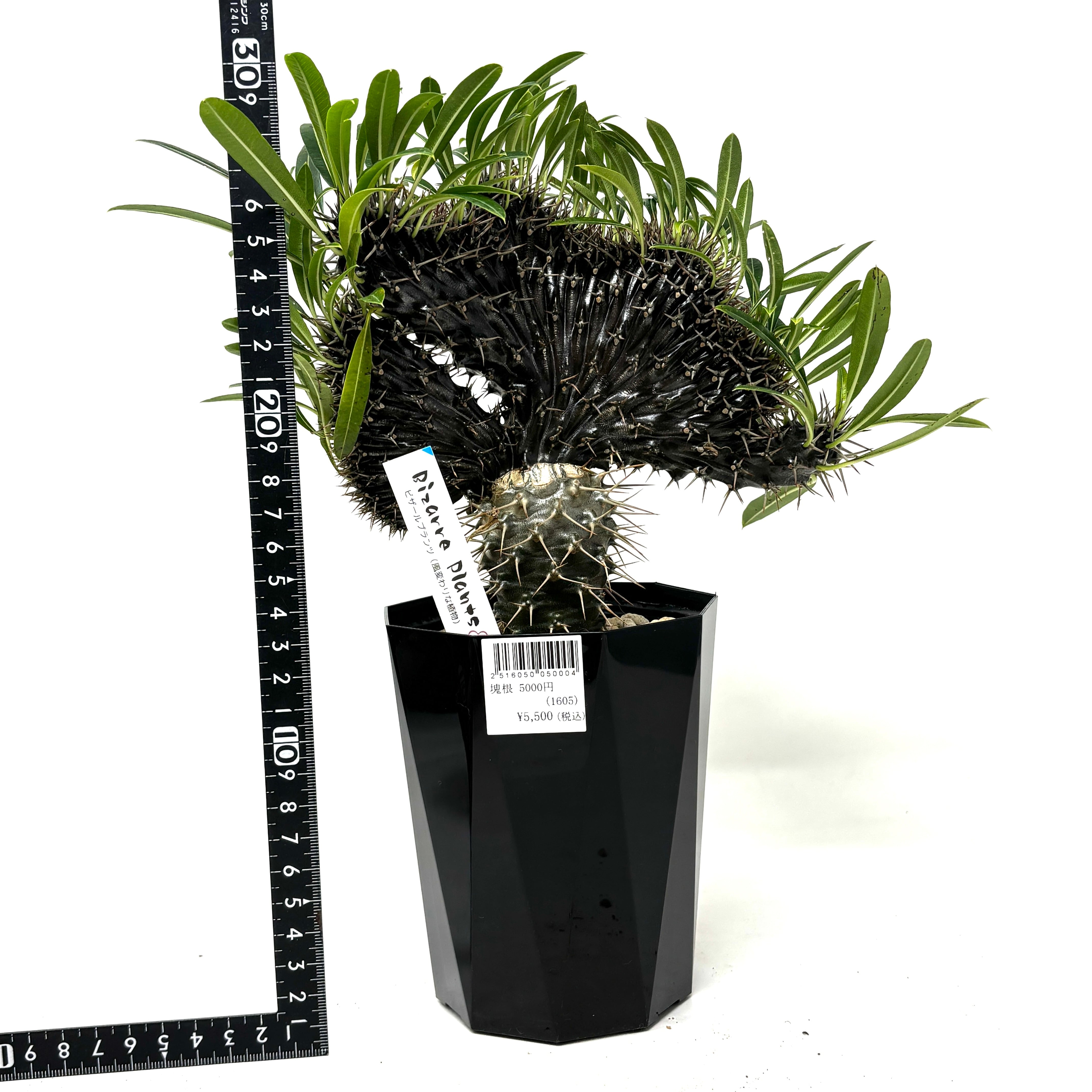 ※カ〜ジマン様【バケモノ株】パキポディウム　ラメリー　綴化 カ〜ジマン様【バケモノ株】パキポディウム ラメリー 綴化