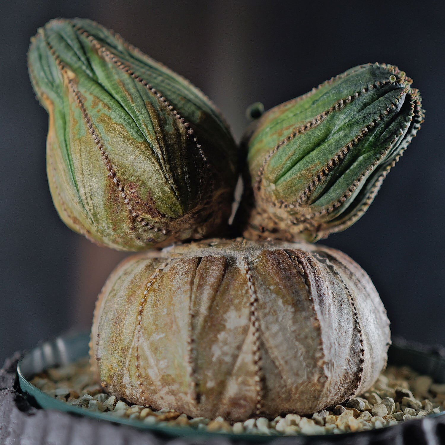 超厳選株】超大株 最大幅約11.2cm 円扇石化 成長点潰れ ダブルヘッド