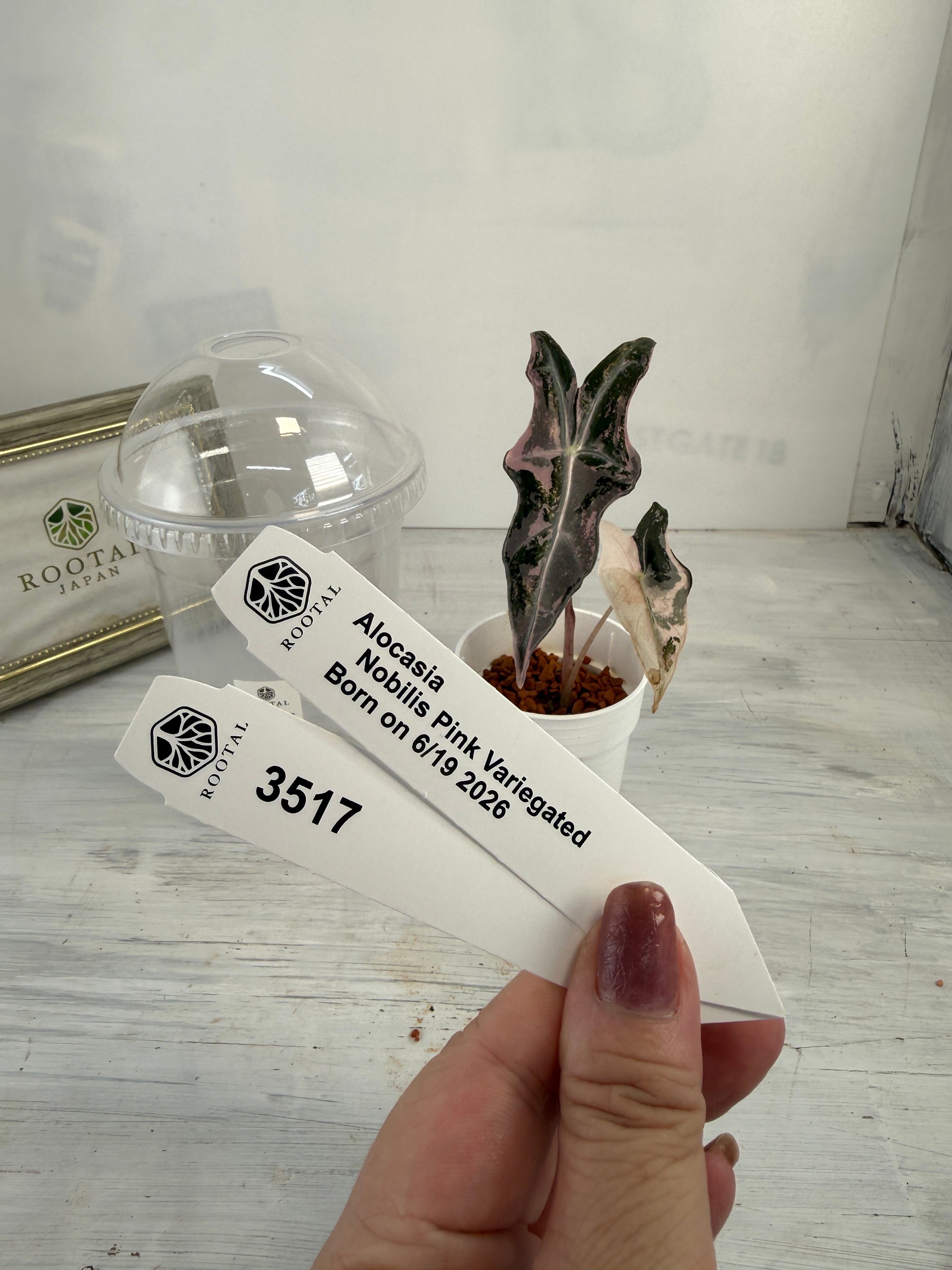 ROOTALPLANTS