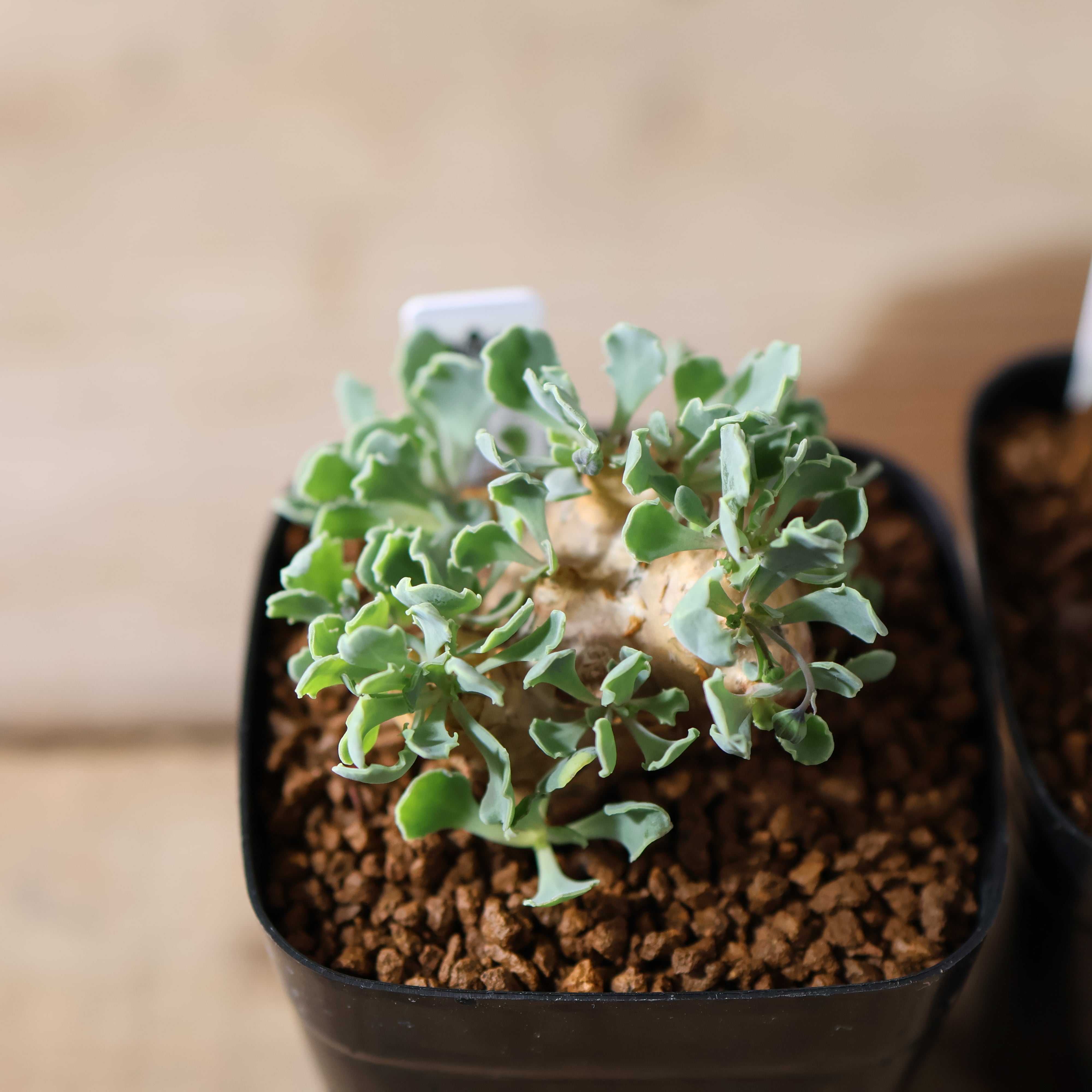 504『オトンナ カカリオイデス』 観葉植物【送料無料】 | MARX PLANTS