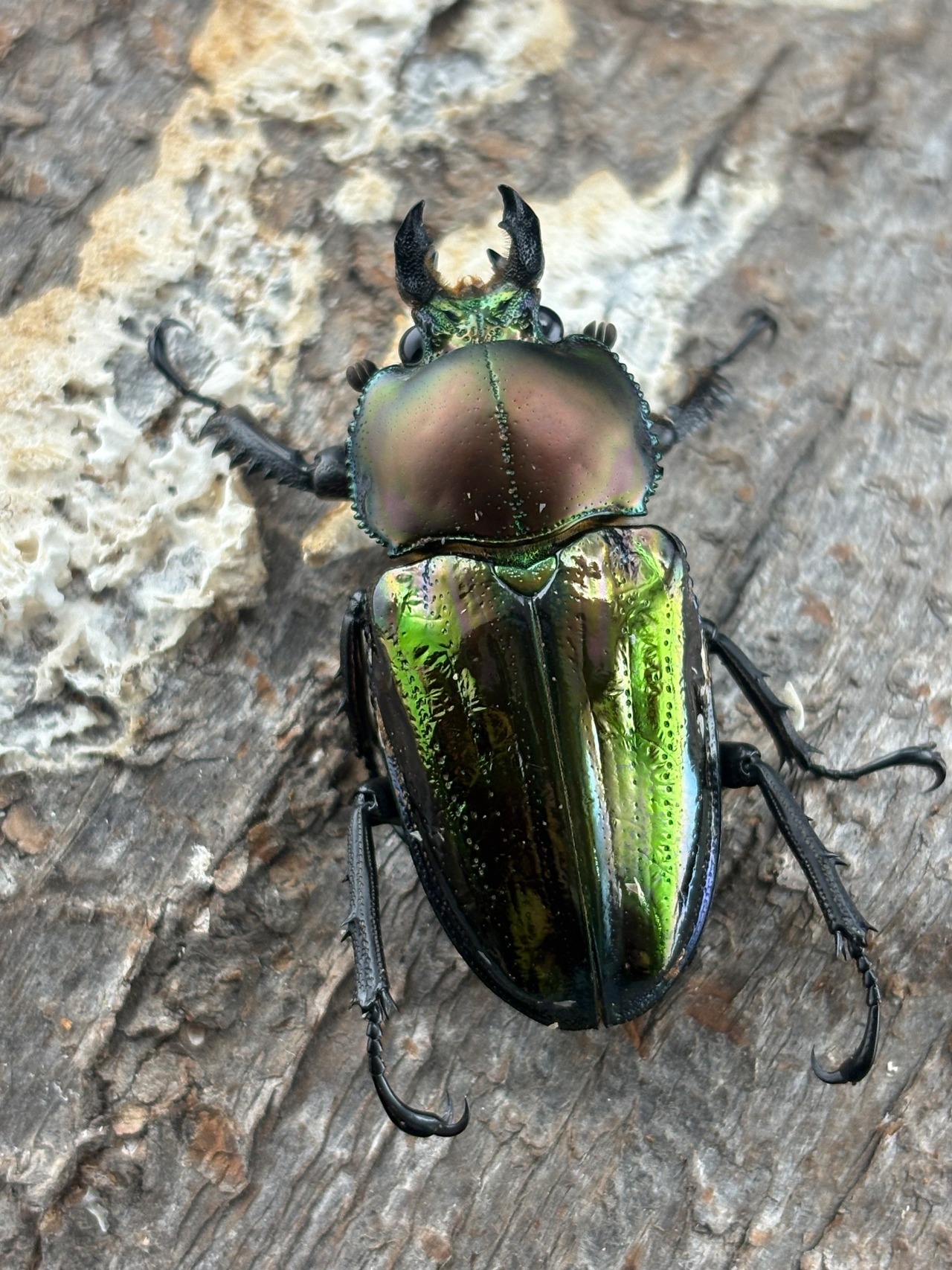 《ニジイロクワガタ 青紋紫紺系 55mm ペア》セルヴォラン氏委託個体