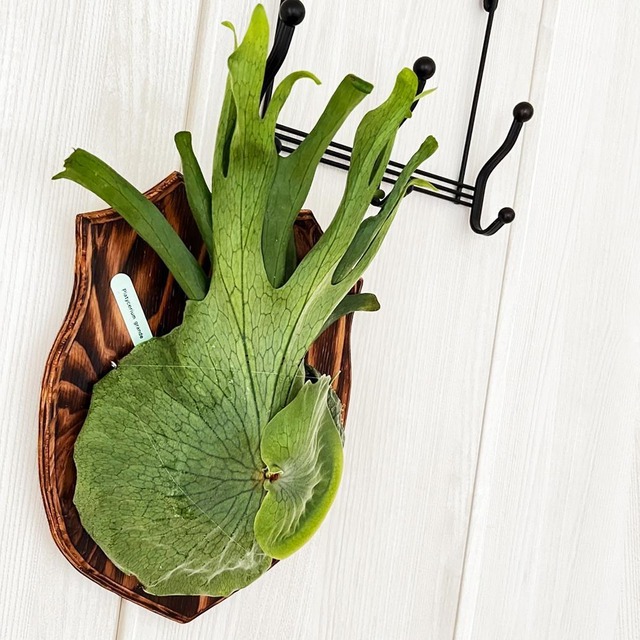 ビカクシダ グランデ 板付 【観葉植物 壁掛け コウモリラン】