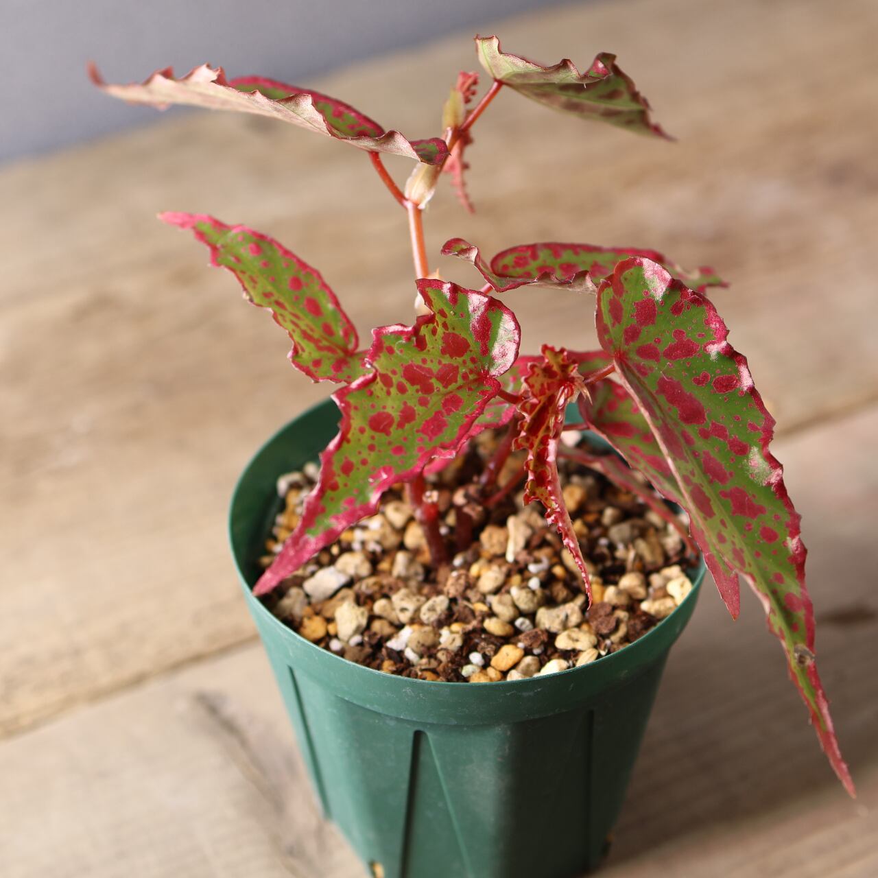 392 斑点と個性が踊る、唯一無二のハイブリッドベゴニア『ベゴニア