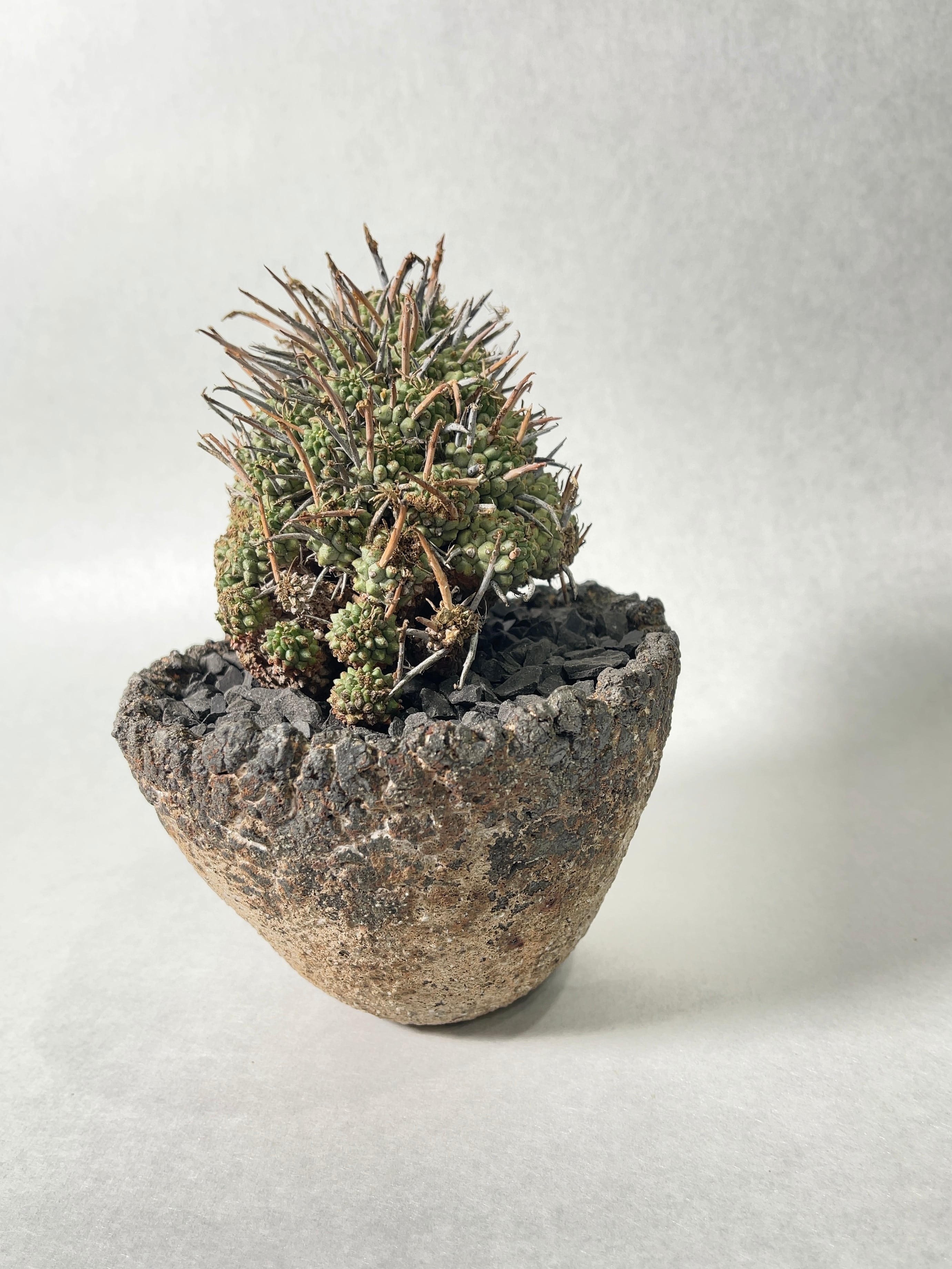 Euphorbia multiceps ④ユーフォルビア ムルチセプス 多肉植物 塊根