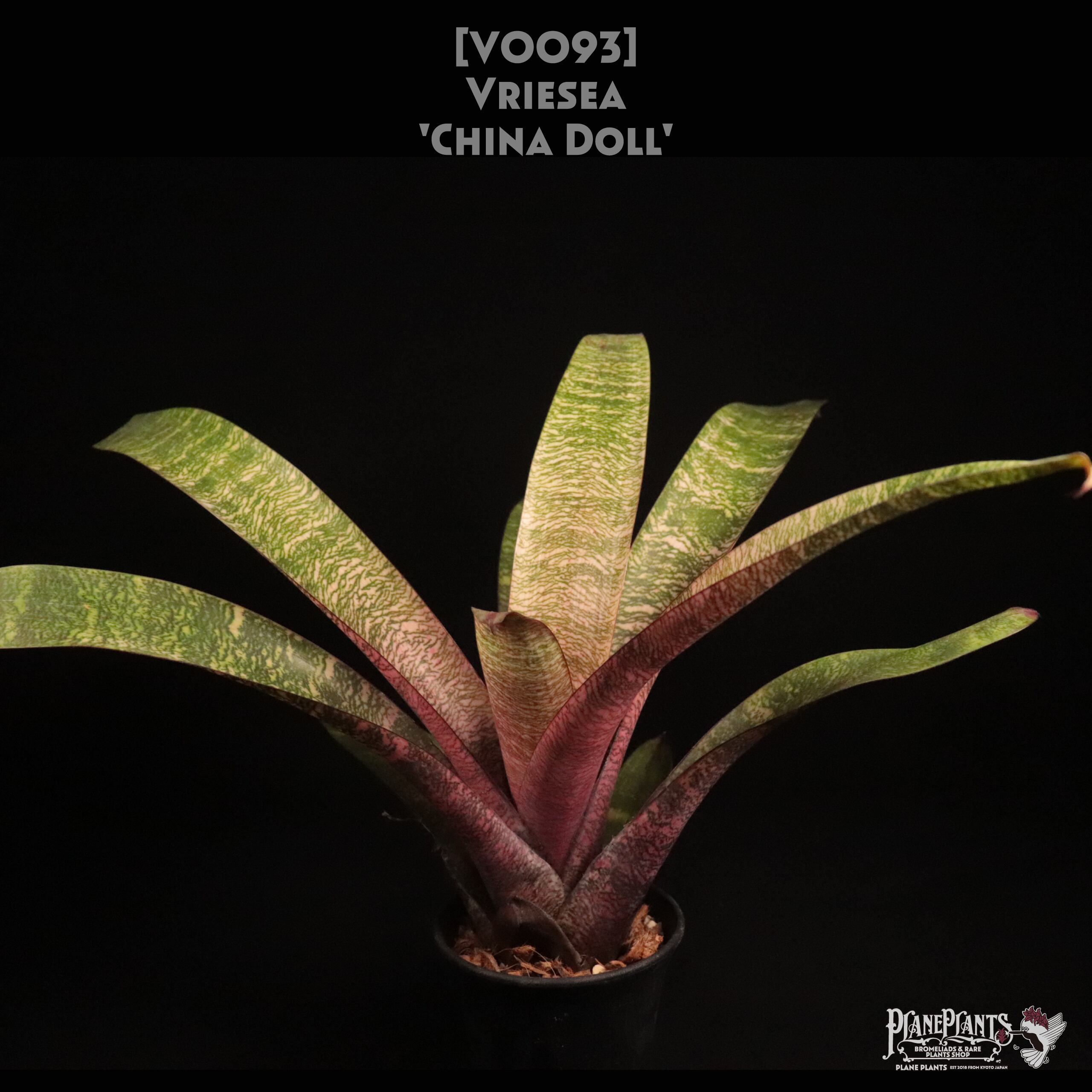 【送料無料】Vriesea 'China Doll'〔フリーセア〕現品発送V0093