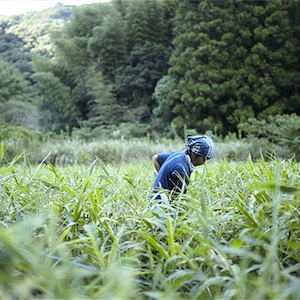 定期便（１ヶ月に一回）土佐一　囲い生姜1kg