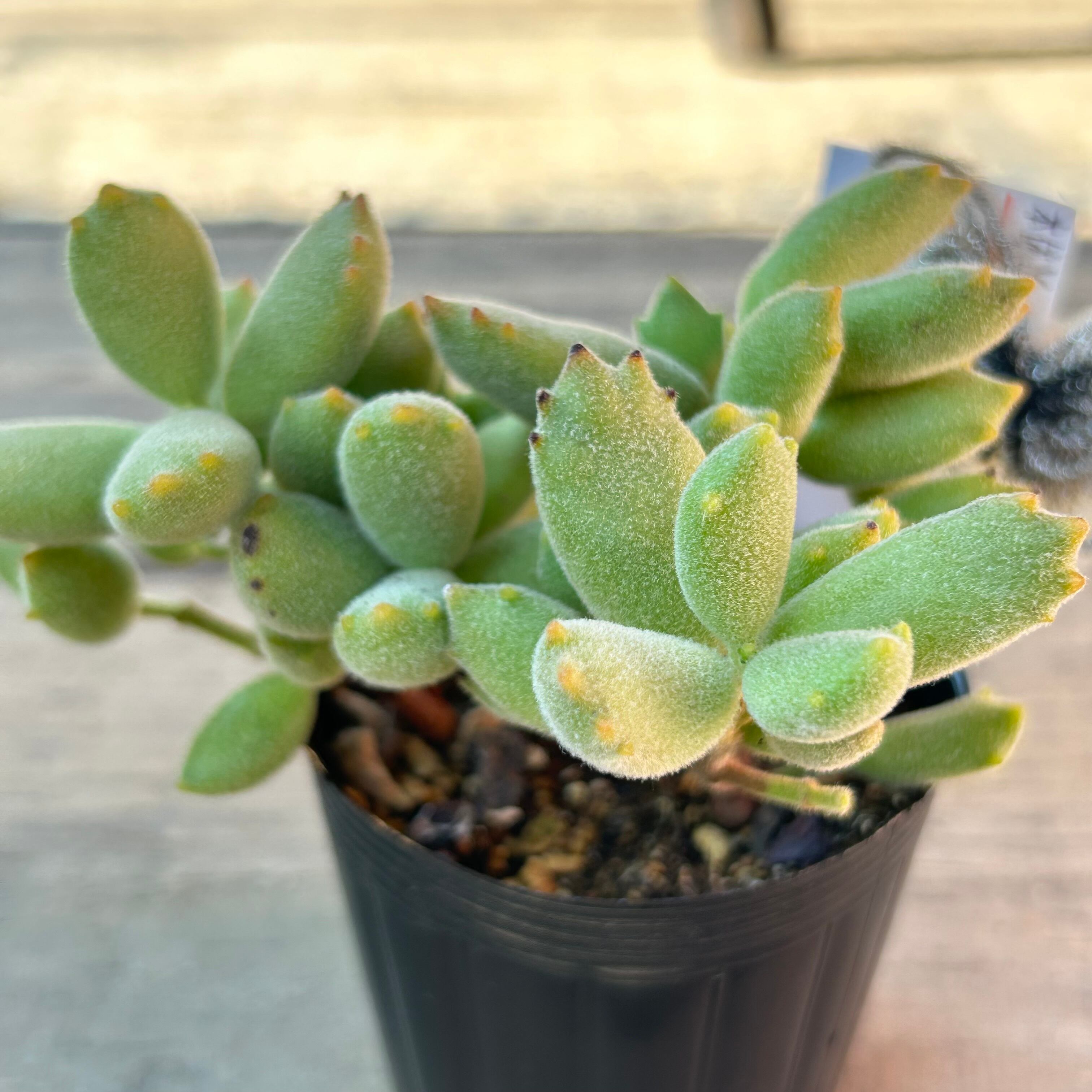 子猫の爪 | RuPo 多肉植物専門店