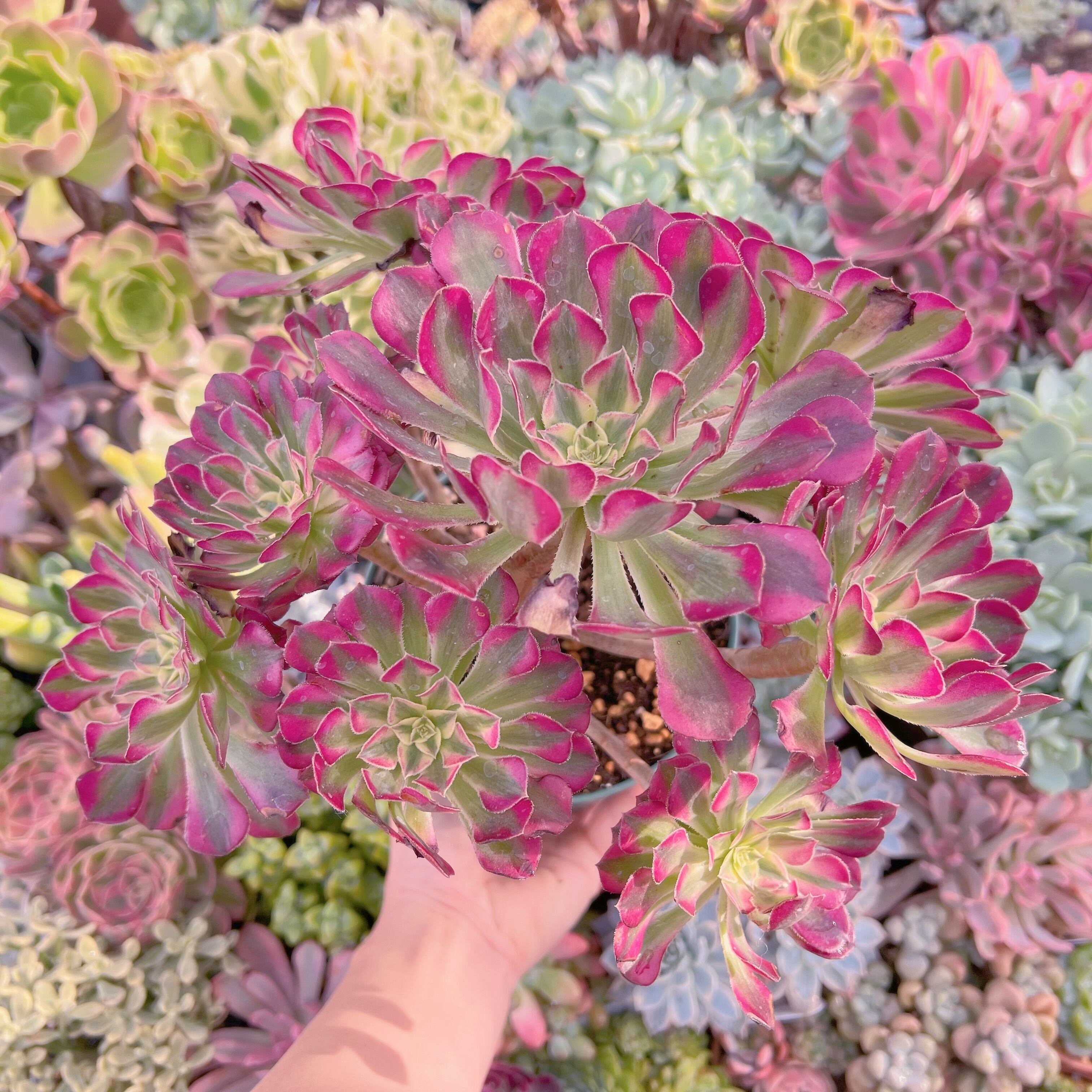 現物　ブラックチェリー#646　特特大群生　るる農園