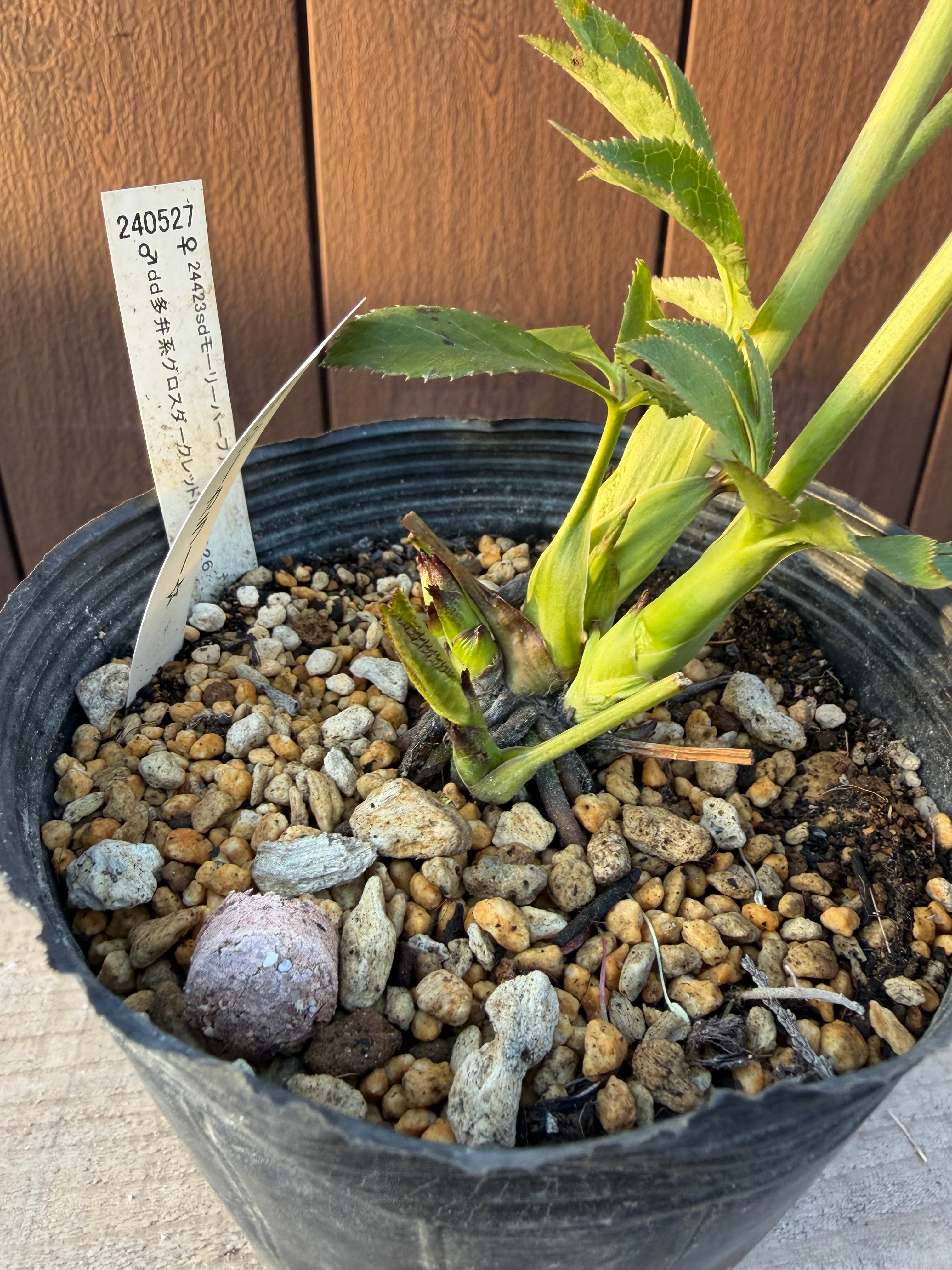 キラメキ寄りグロッシー☆モーリー系ディープレッド 加藤農園