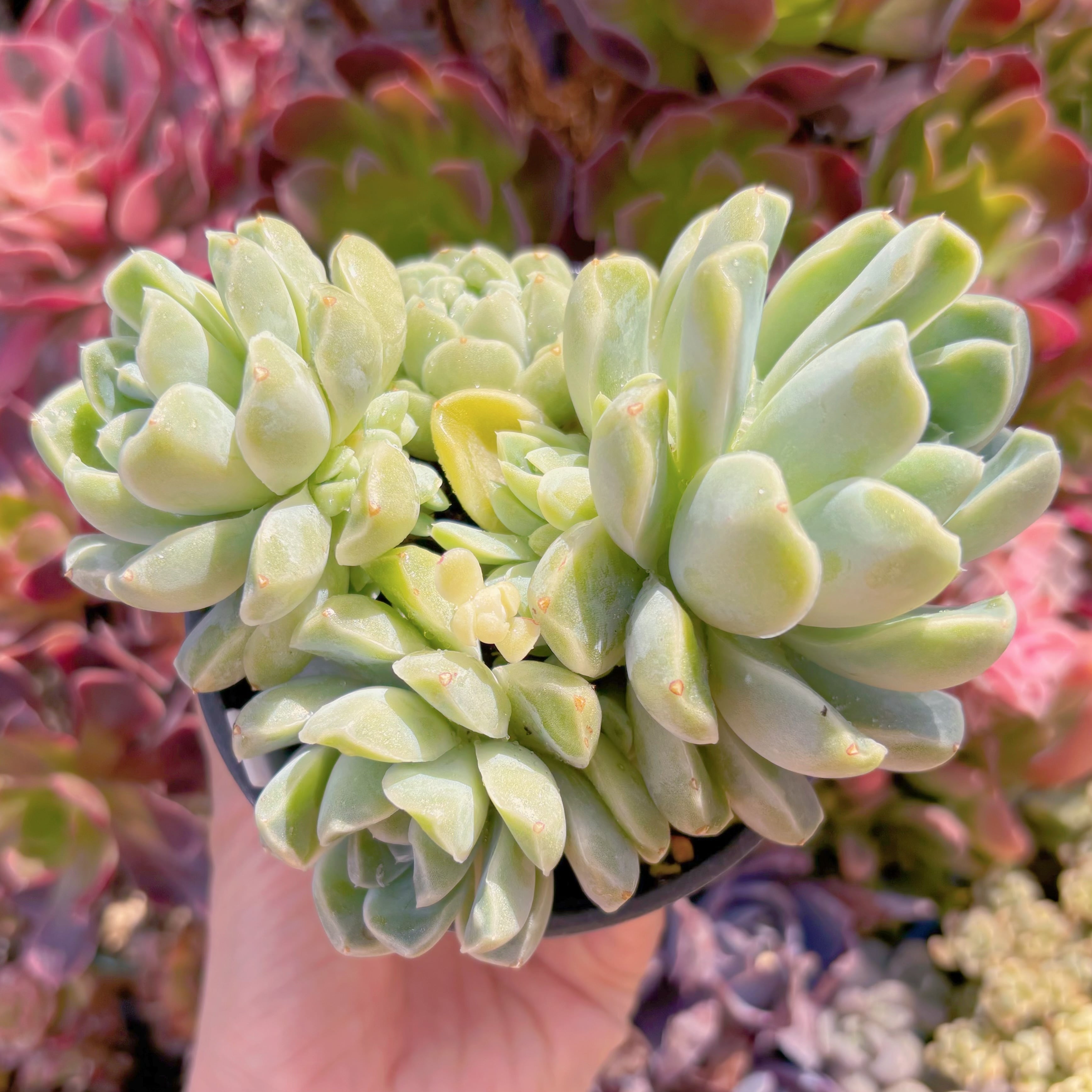 現品　Dodoli#277　新入荷　るる農園