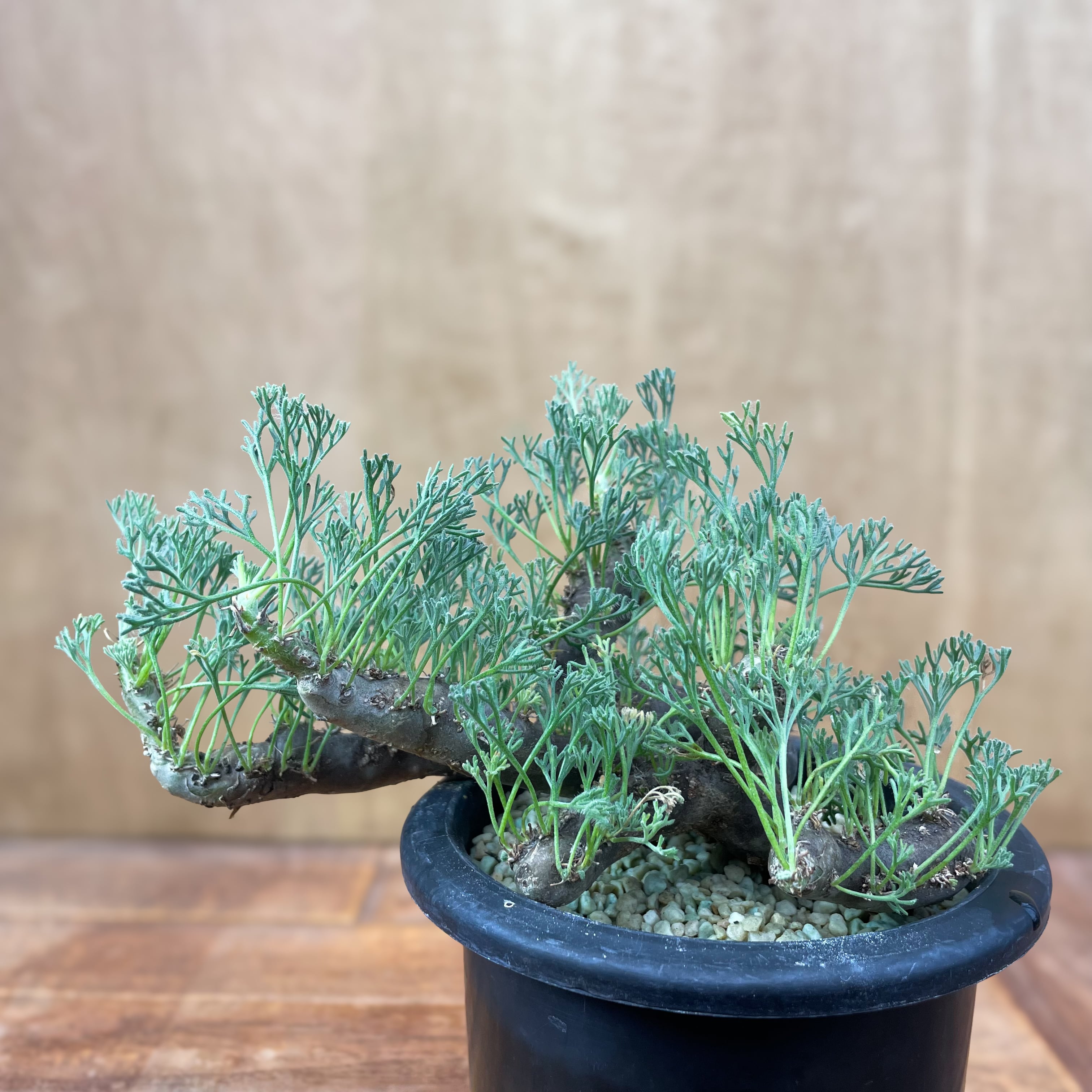 Sarcocaulon multifidum【サルコカウロン・ムルチフィズム】 | RIMO 