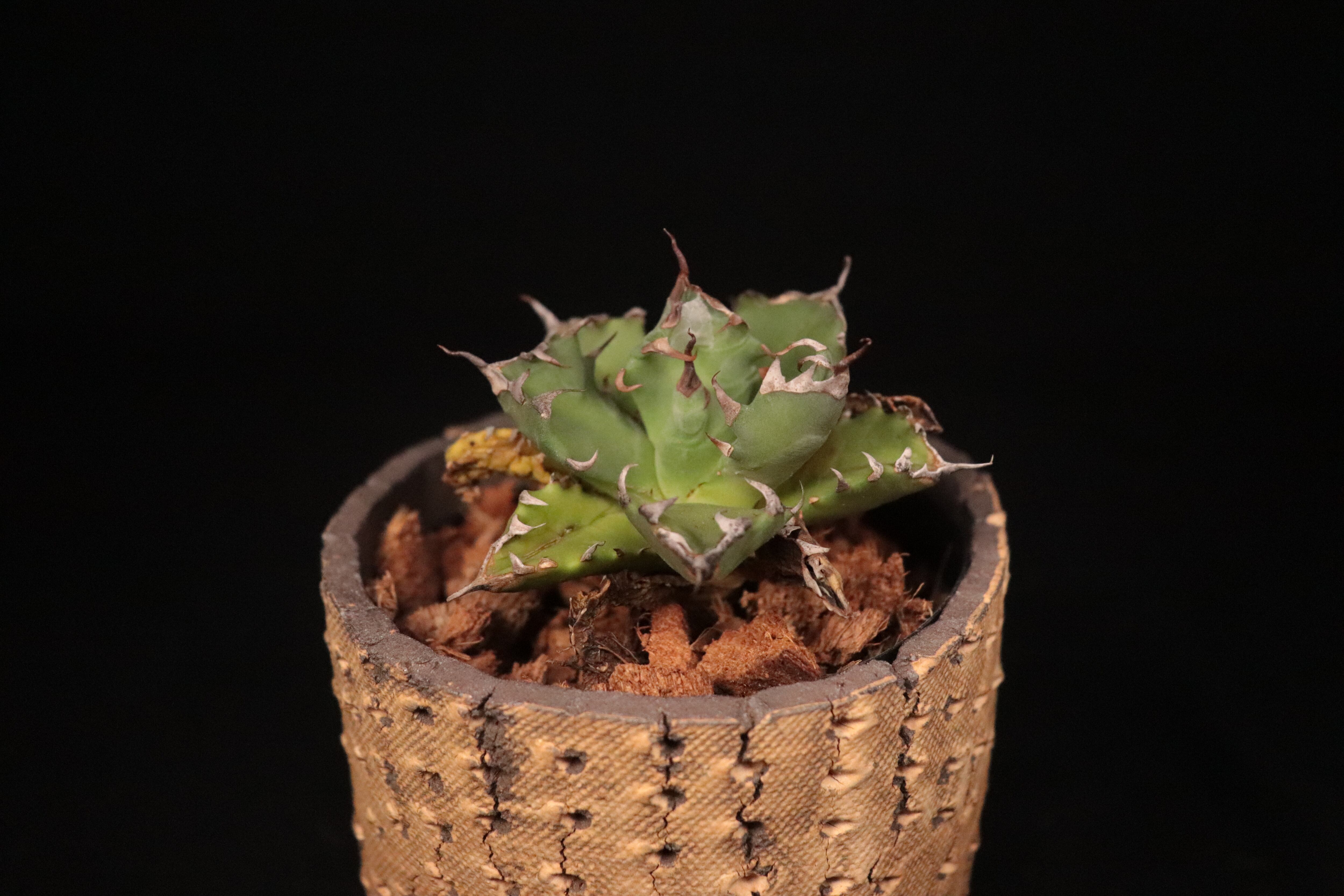 送料無料】Agave titanota dwarf '姫厳竜' SS〔アガベ〕AG0109 送料無料】Agave titanota dwarf '姫厳竜' SS〔アガベ〕AG0109