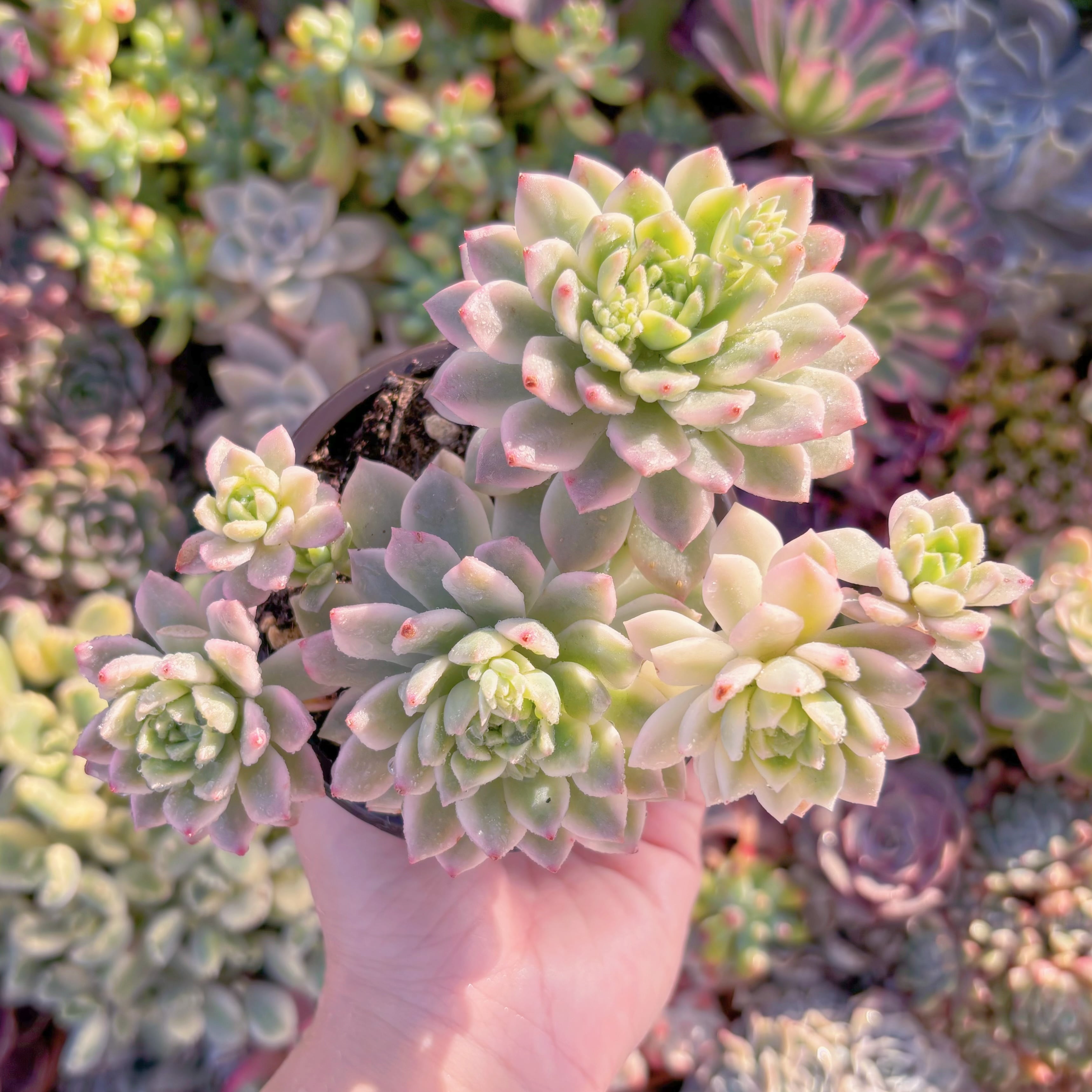 現品　マッコス錦#829　大群生　るる農園