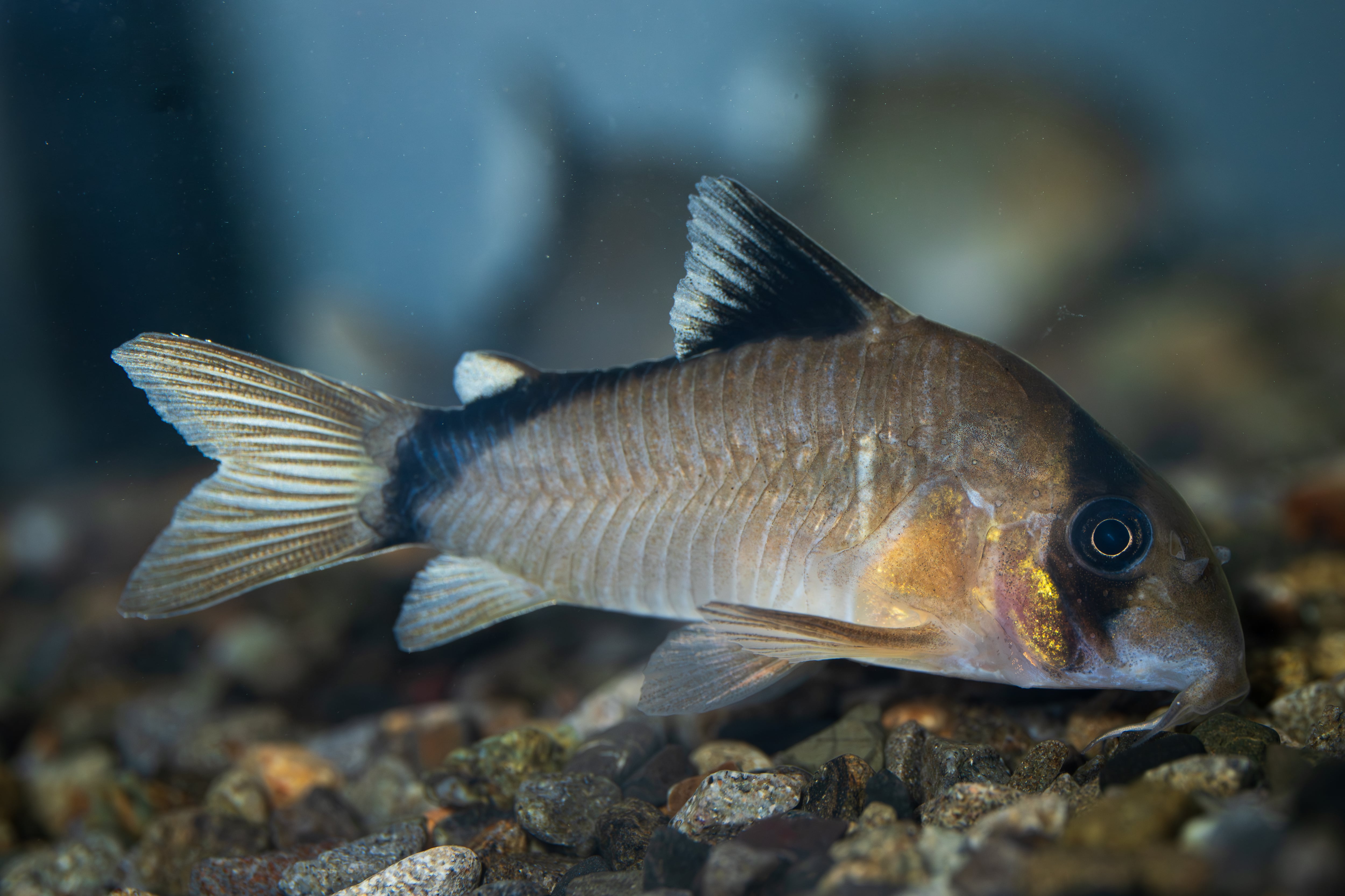 Homalomena sp. Mamasa 