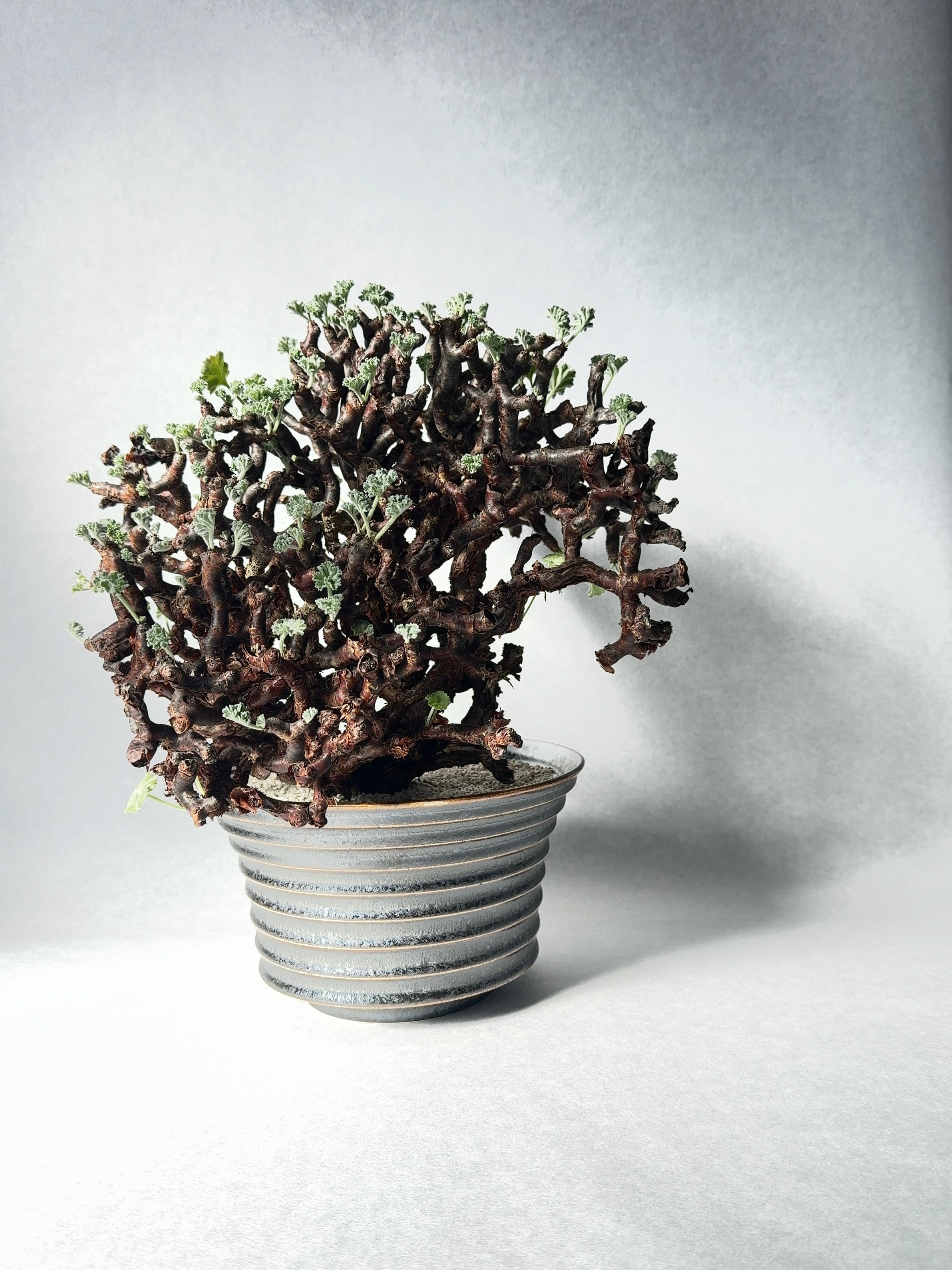 中川智治 植木鉢 中川智治9 | t.roots