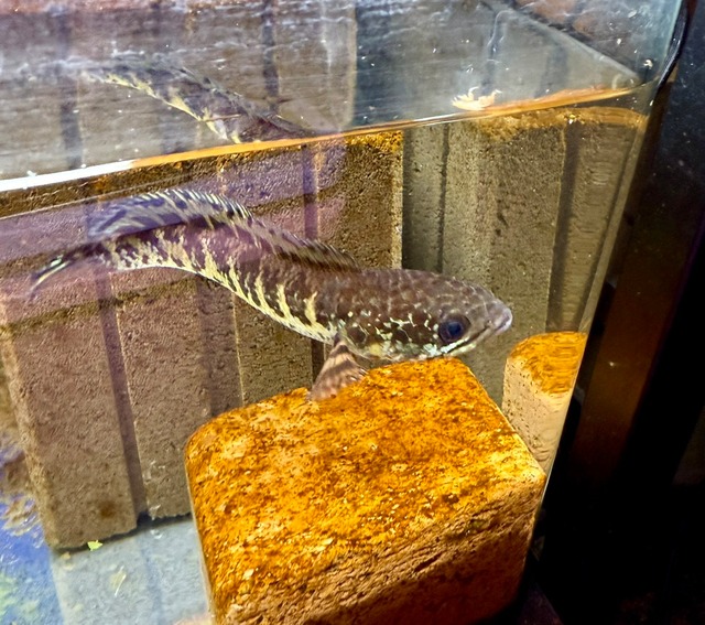 バイオレットスネークヘッド