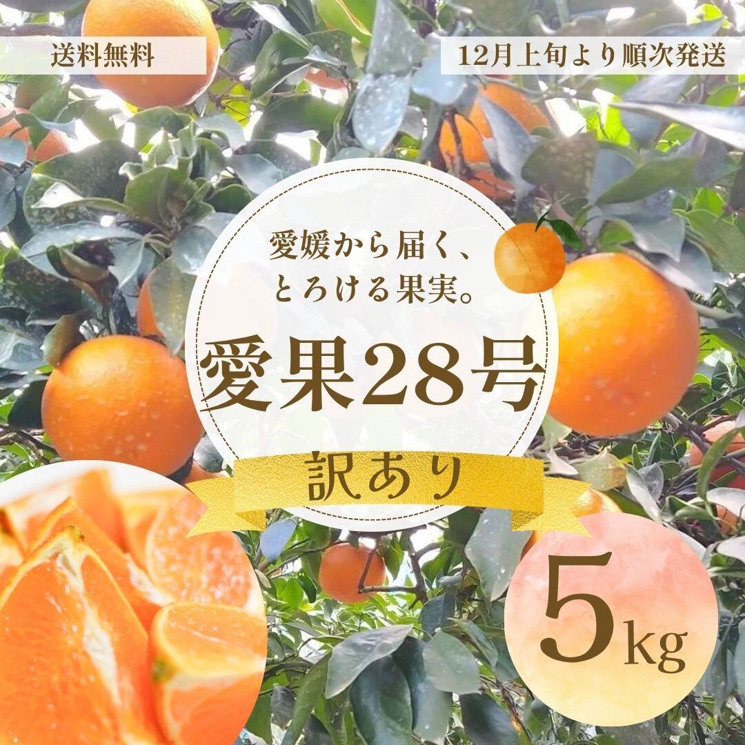 柑橘類農園のA こうの農園