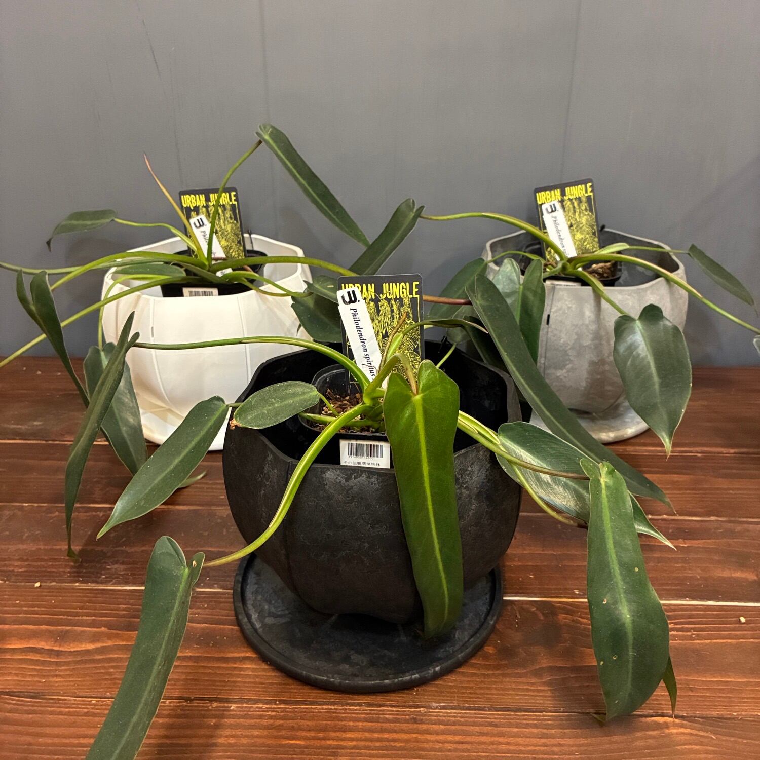 秋の植え替えフェア対象】【セット】フィロデンドロン スピリタス