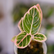 アグラオネマ ロータス ディライト / Aglaonema Lotus Delight⑤ / 観葉植物<育て方・花言葉>