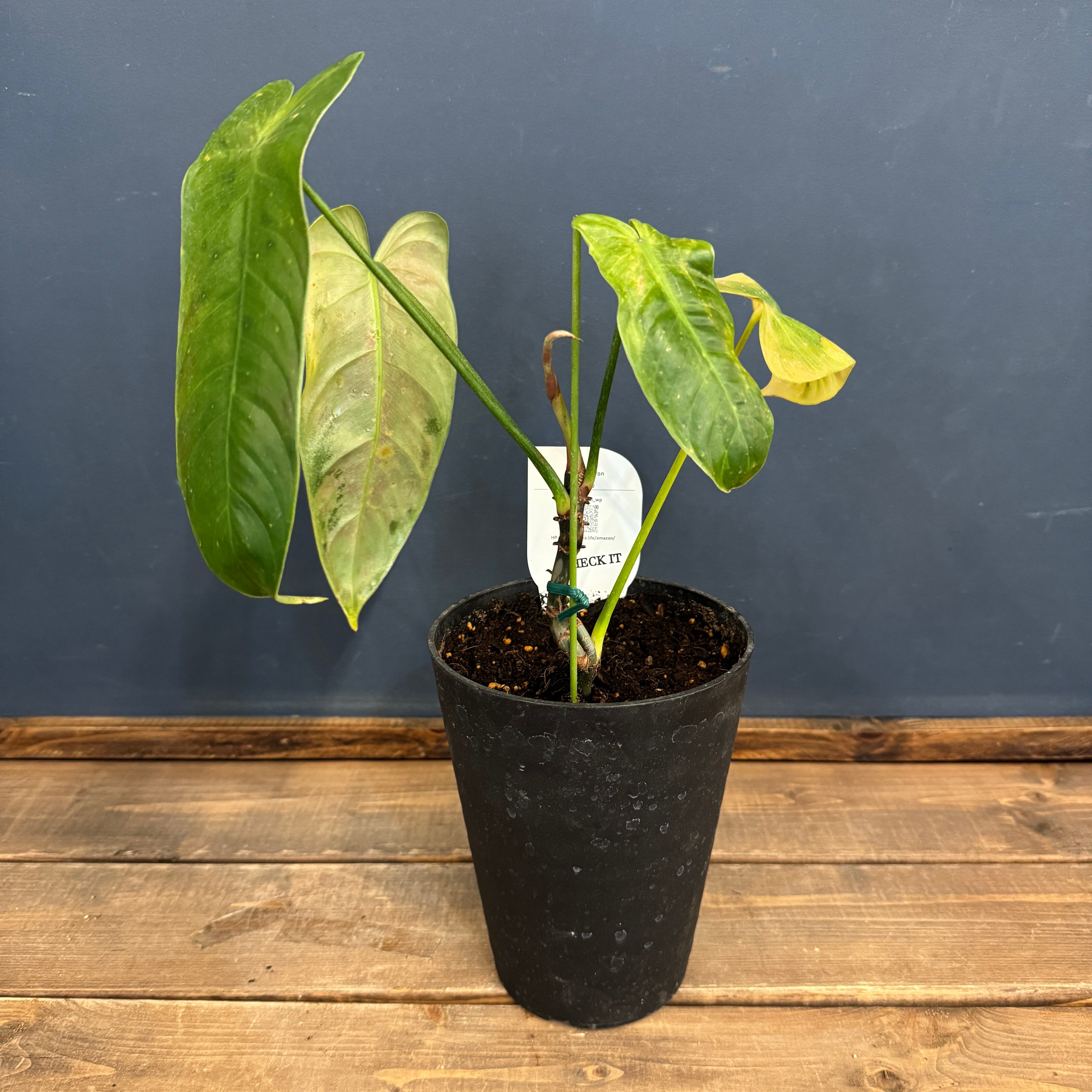 クリアランス】フィロデンドロン テヌー【122】 | PROTOLEAF プロトリーフ