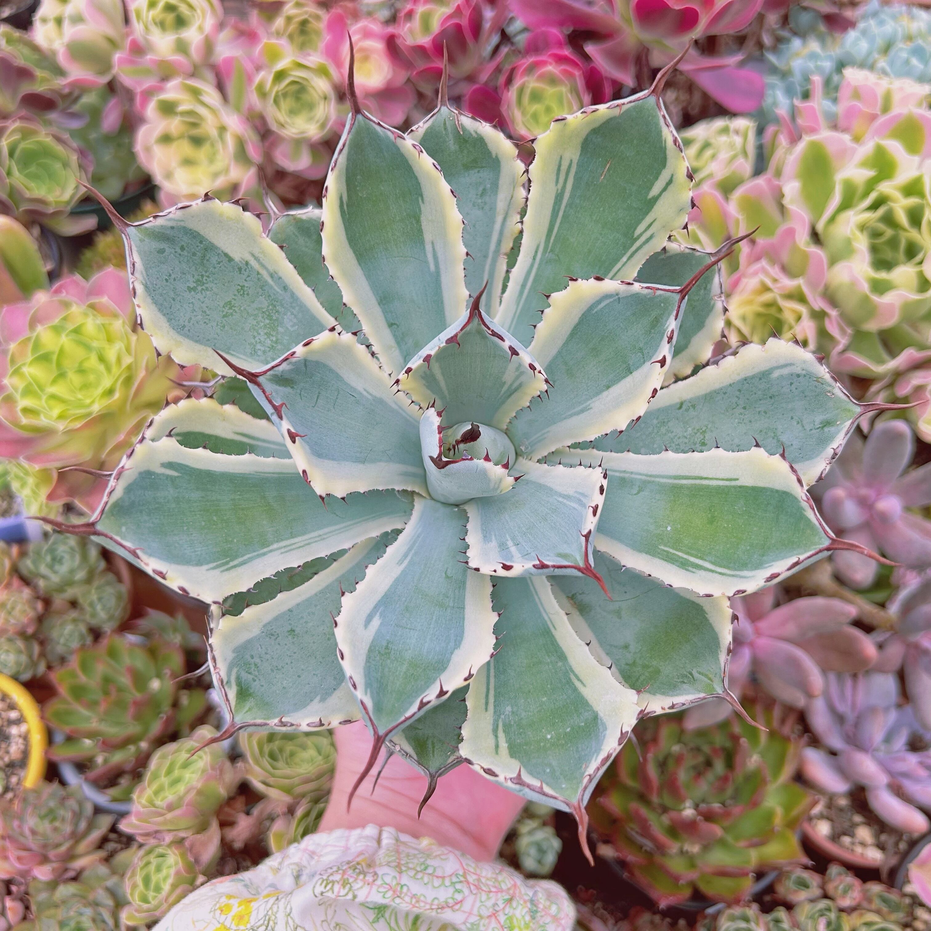 現物　多肉植物　吉祥冠錦　特特大　抜き苗