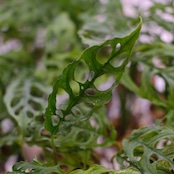 Monstera Obliqua Peru / モンステラ オブリクア ペルー【お得なまとめ売り】