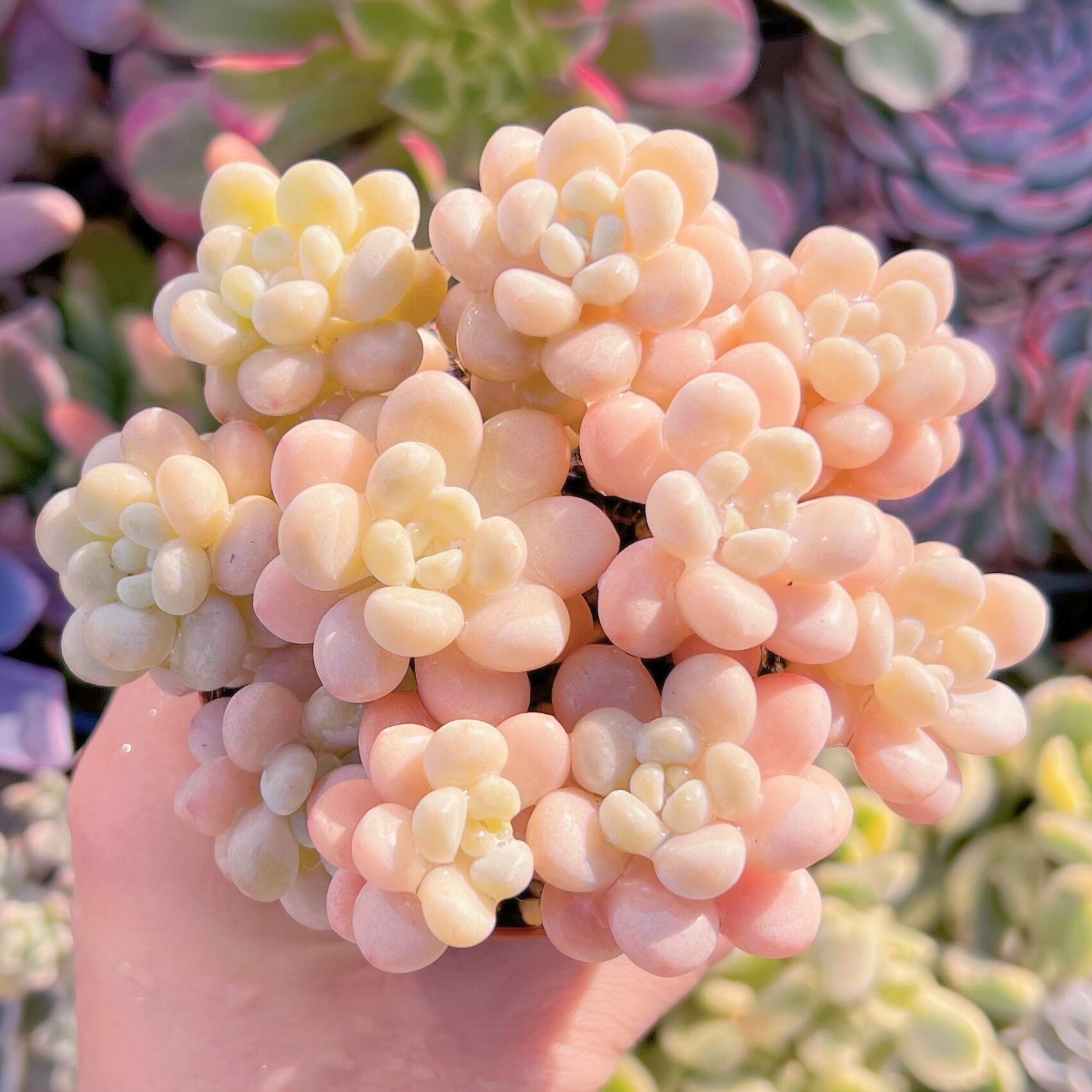 現品　丸葉ストロベリーミルク#612    群生　るる農園