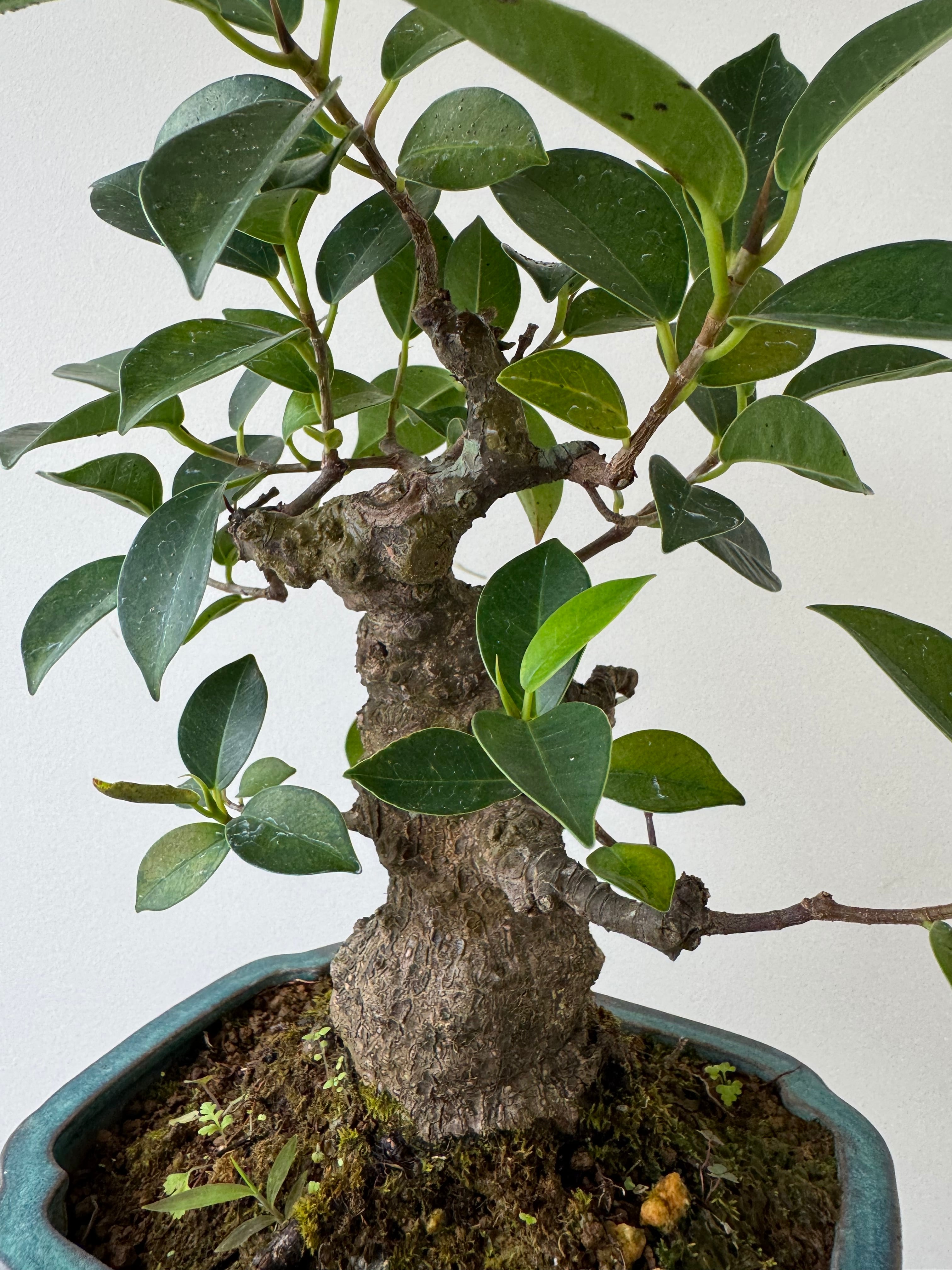 琉球盆栽】Ficus microcarpa【古木ガジュマル】 | 青坊主-aobouzu-