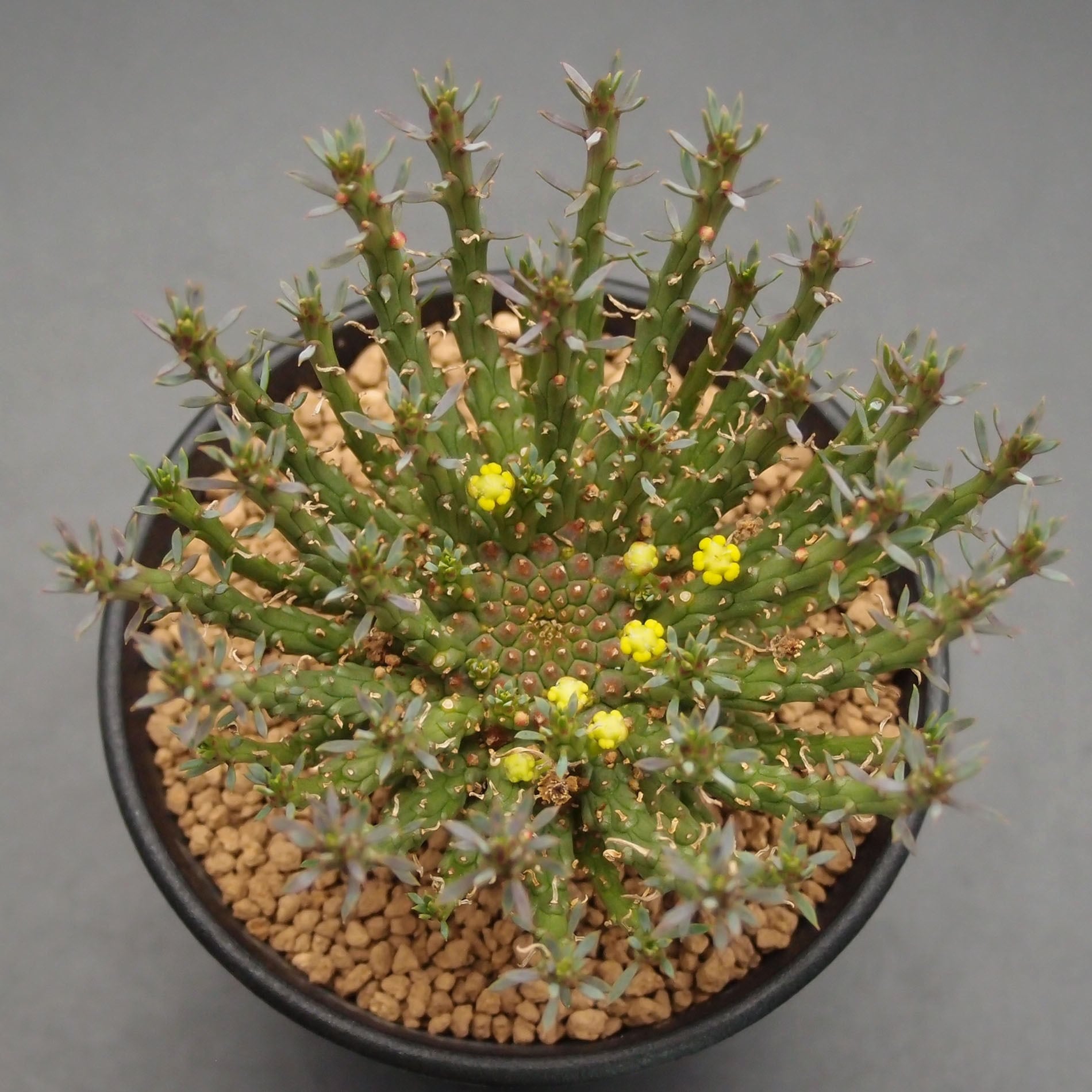 76 ユーフォルビア ホリダ錦 Euphorbia サボテン 多肉植物 塊根