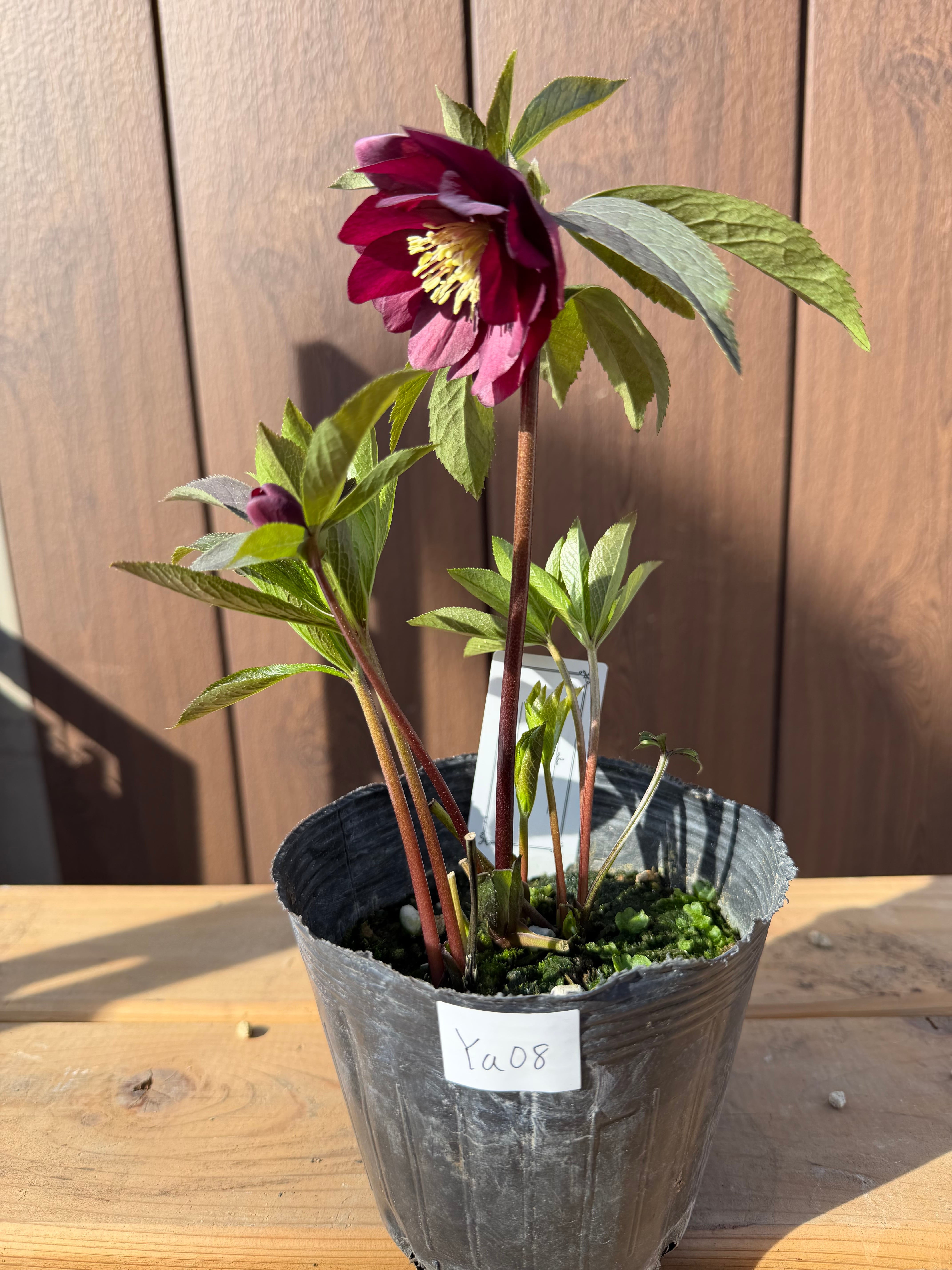 艶濃レッドdd 大和園 クリスマスローズ【Ya08】送料無料 | あしかが