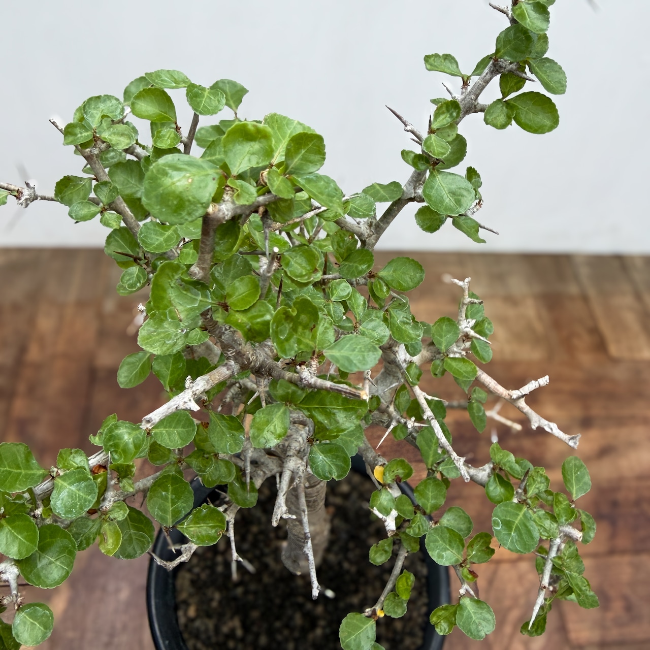 Commiphora orbicularis【コミフォラ・オルビクラリス】
