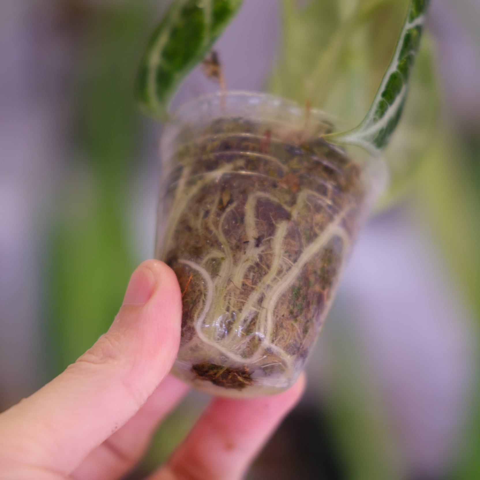 Alocasia Ninja Tricolor│アロカシア ニンジャ 斑入③│観葉植物