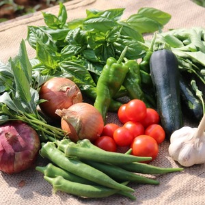 在庫なし：旬のおまかせ夏野菜セット